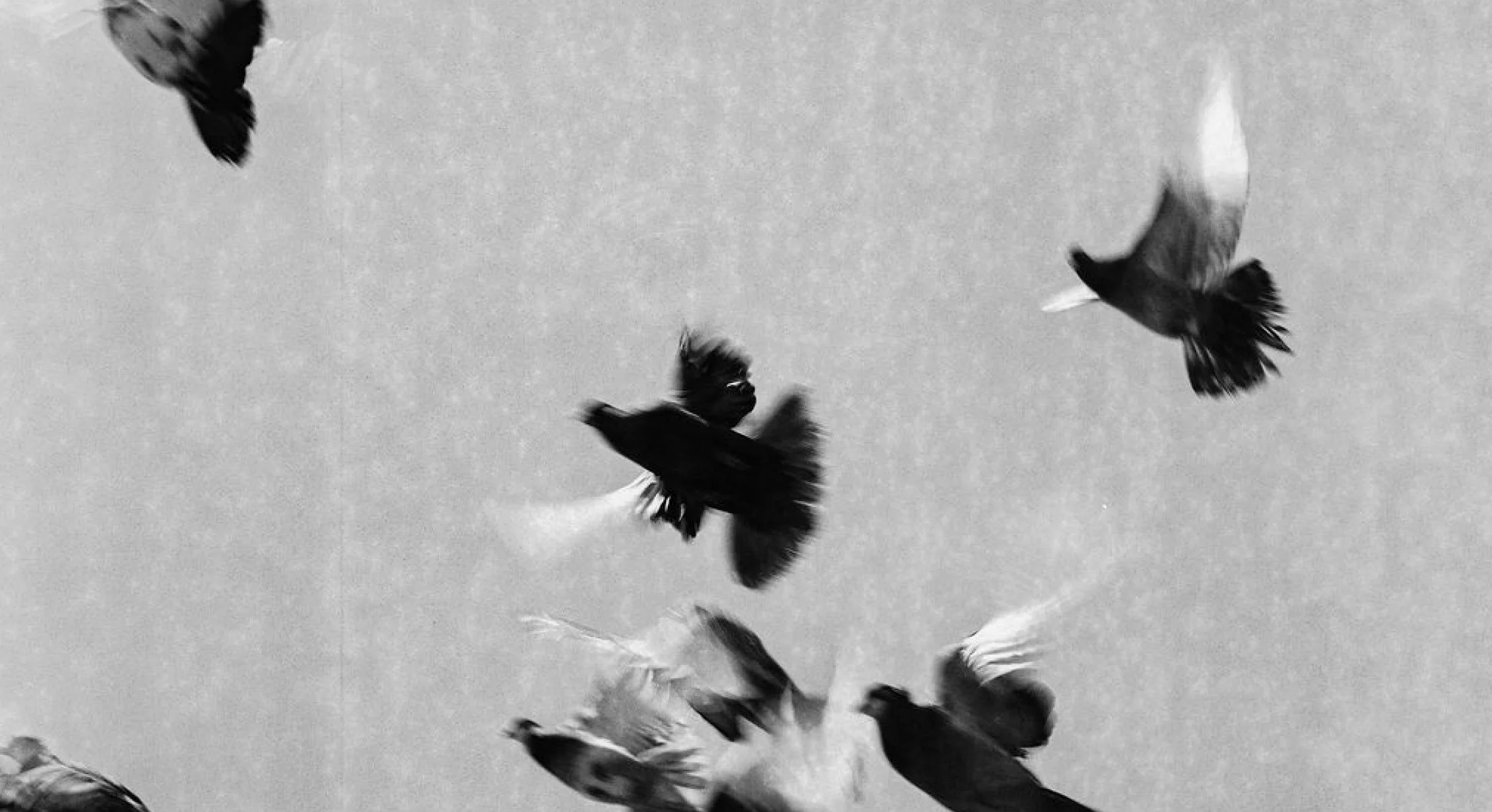 TSFF2026_Documentary_A Pocket Guide To Pigeon Watching_2.jpg