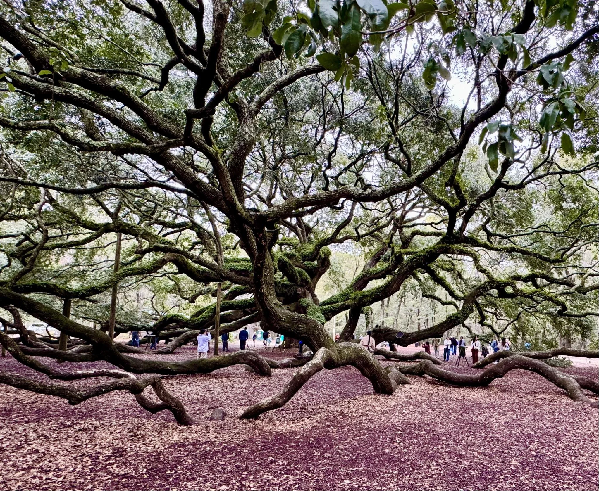 ATX ABA: Scope and Expansion of ABA Services