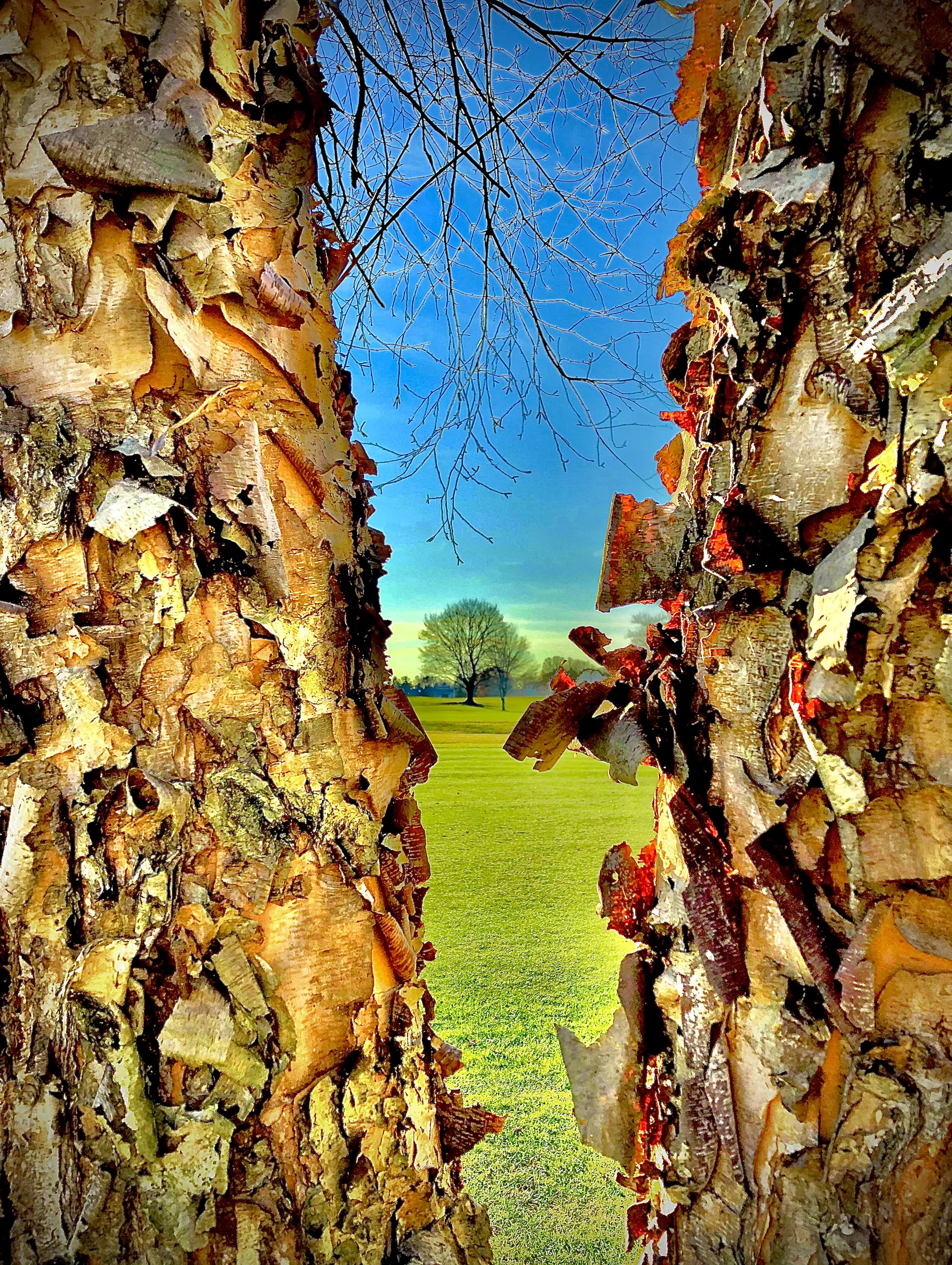Three Trees