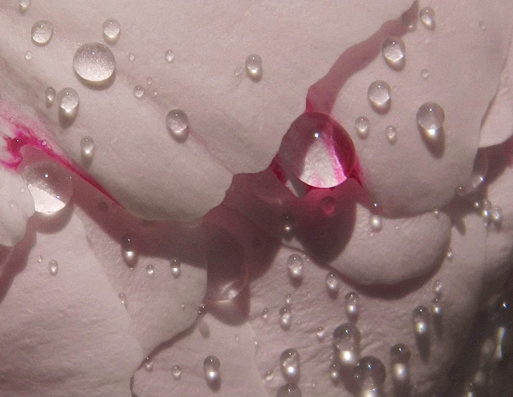Peony with Raindrops
