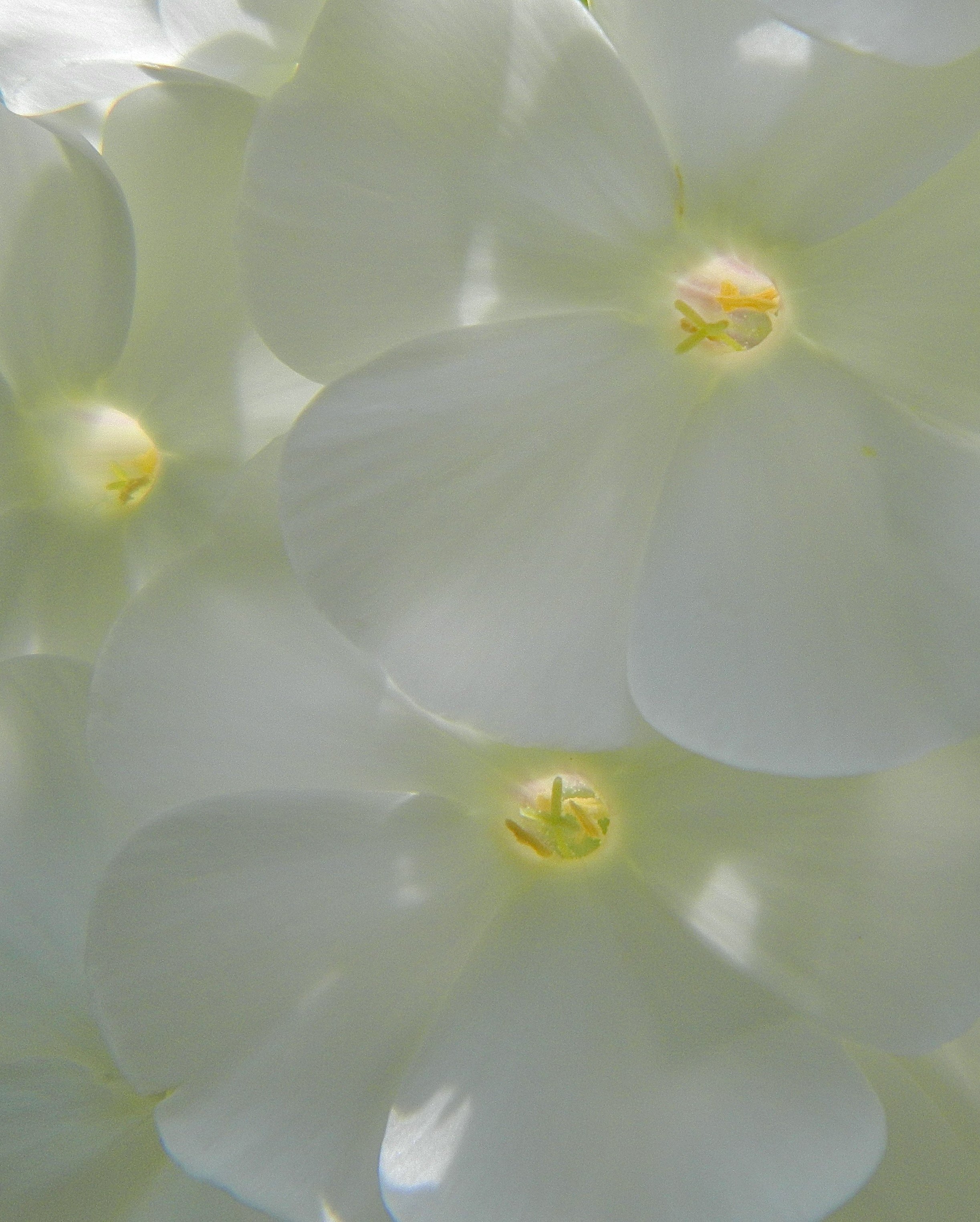 Phlox Closeup