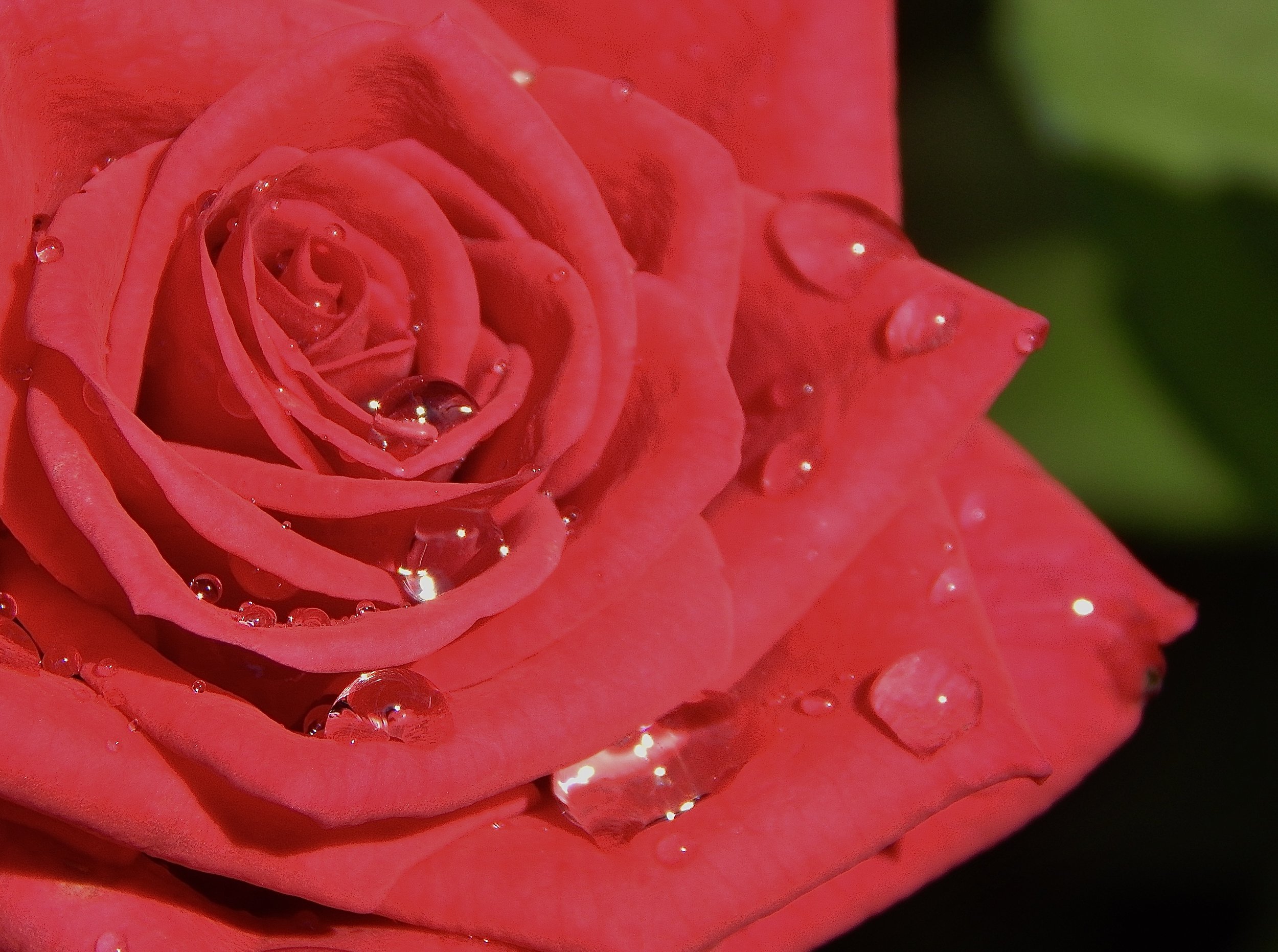 Rose