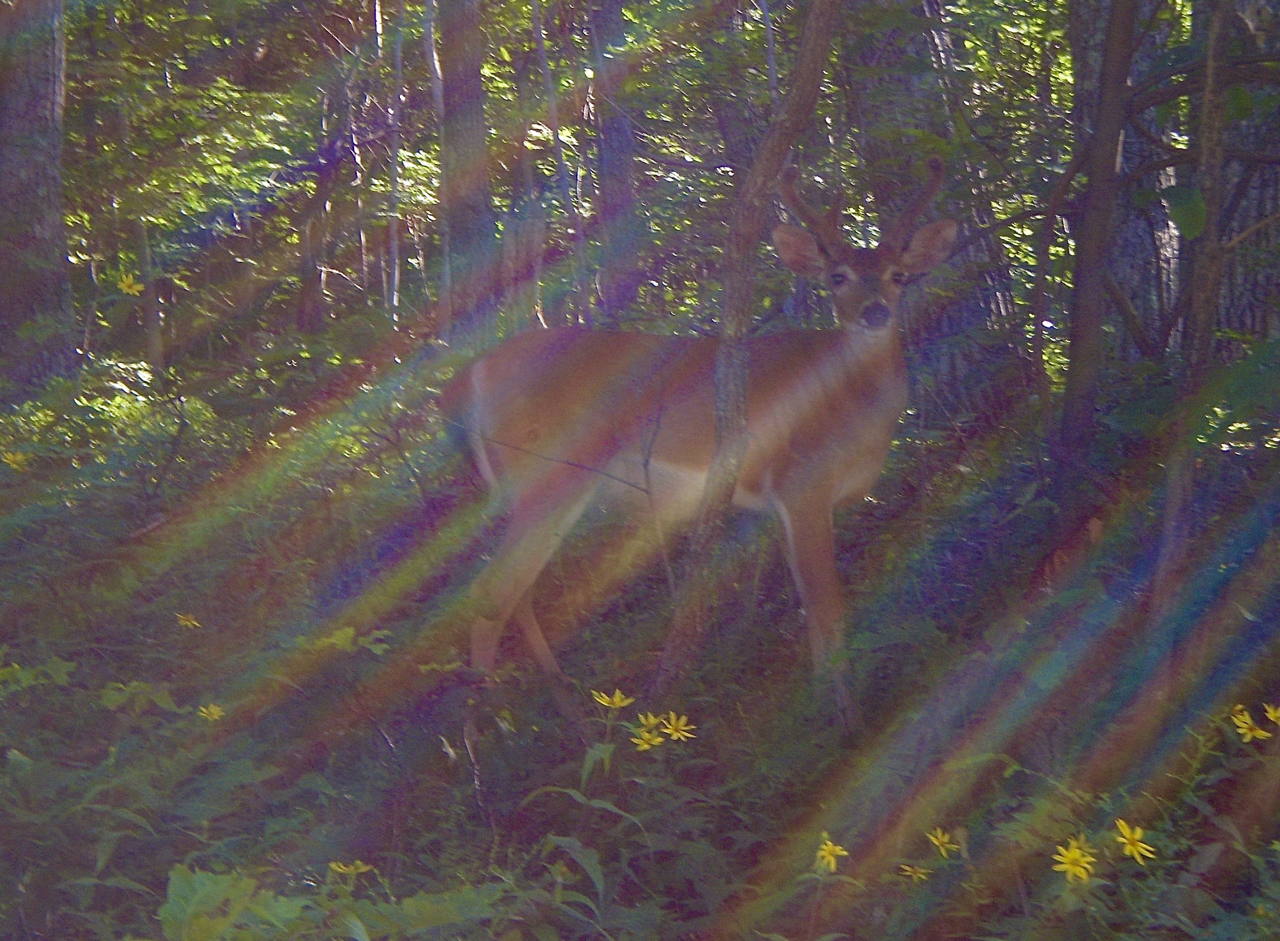 Deer with Sunrays