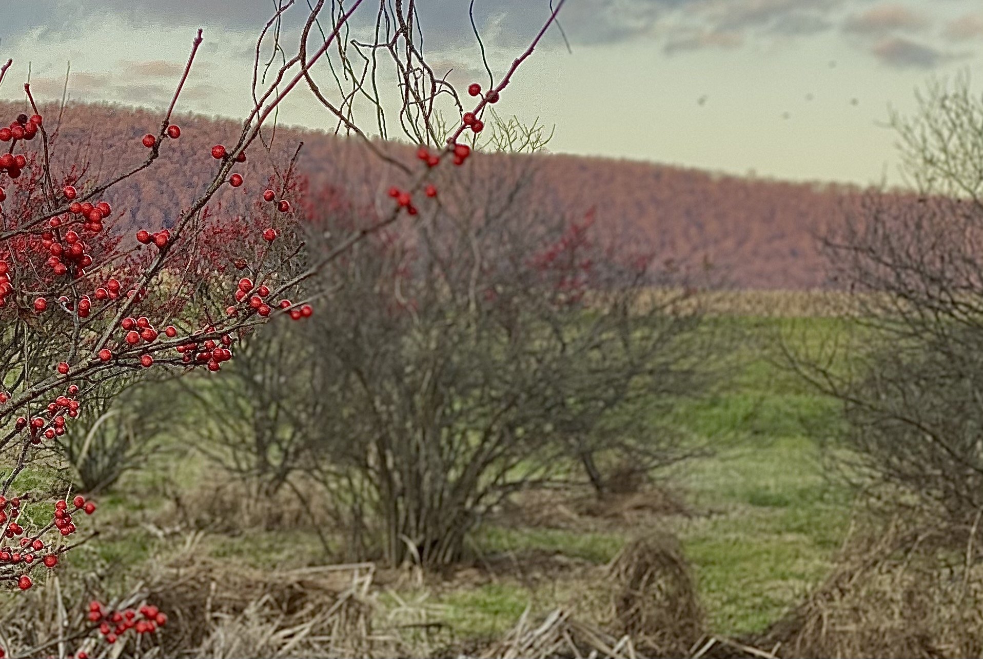 Holly and Landscape