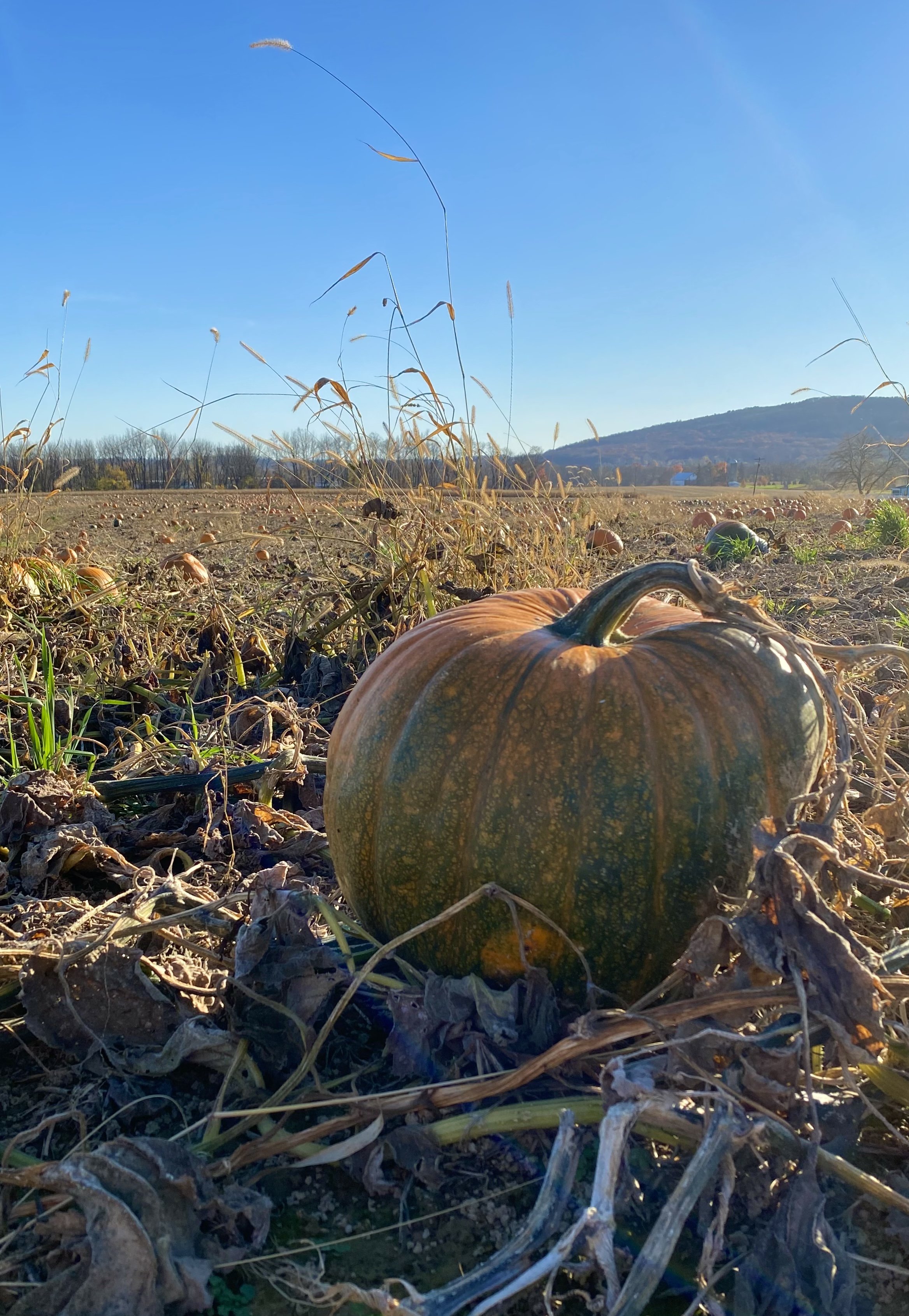Pumpkin in Field