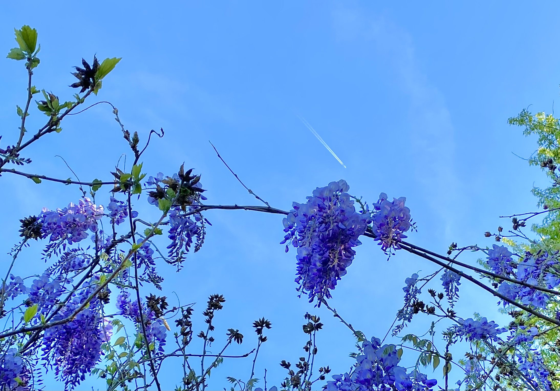 Wysteria with Plane