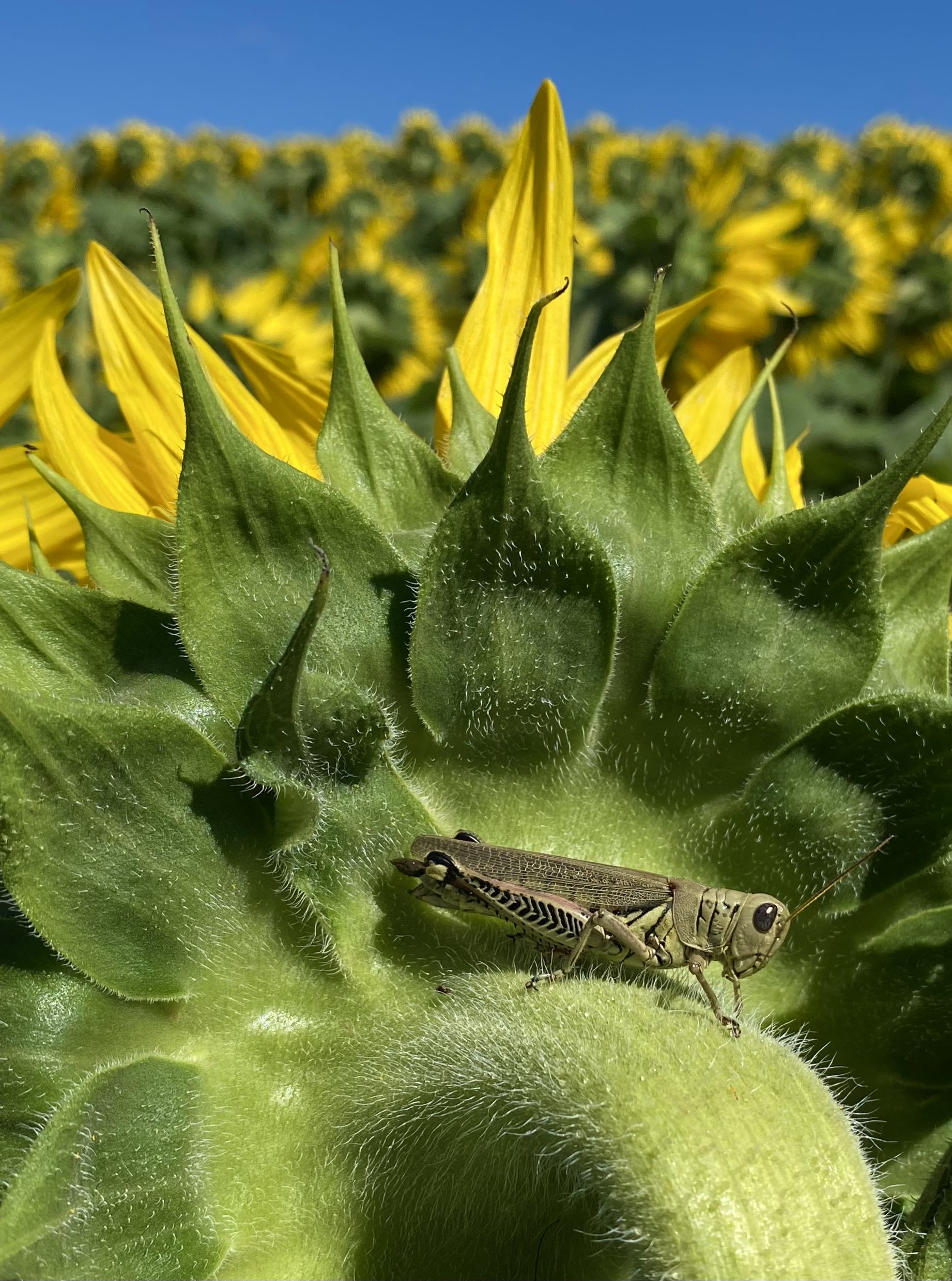 Another From the Sunflower Fields