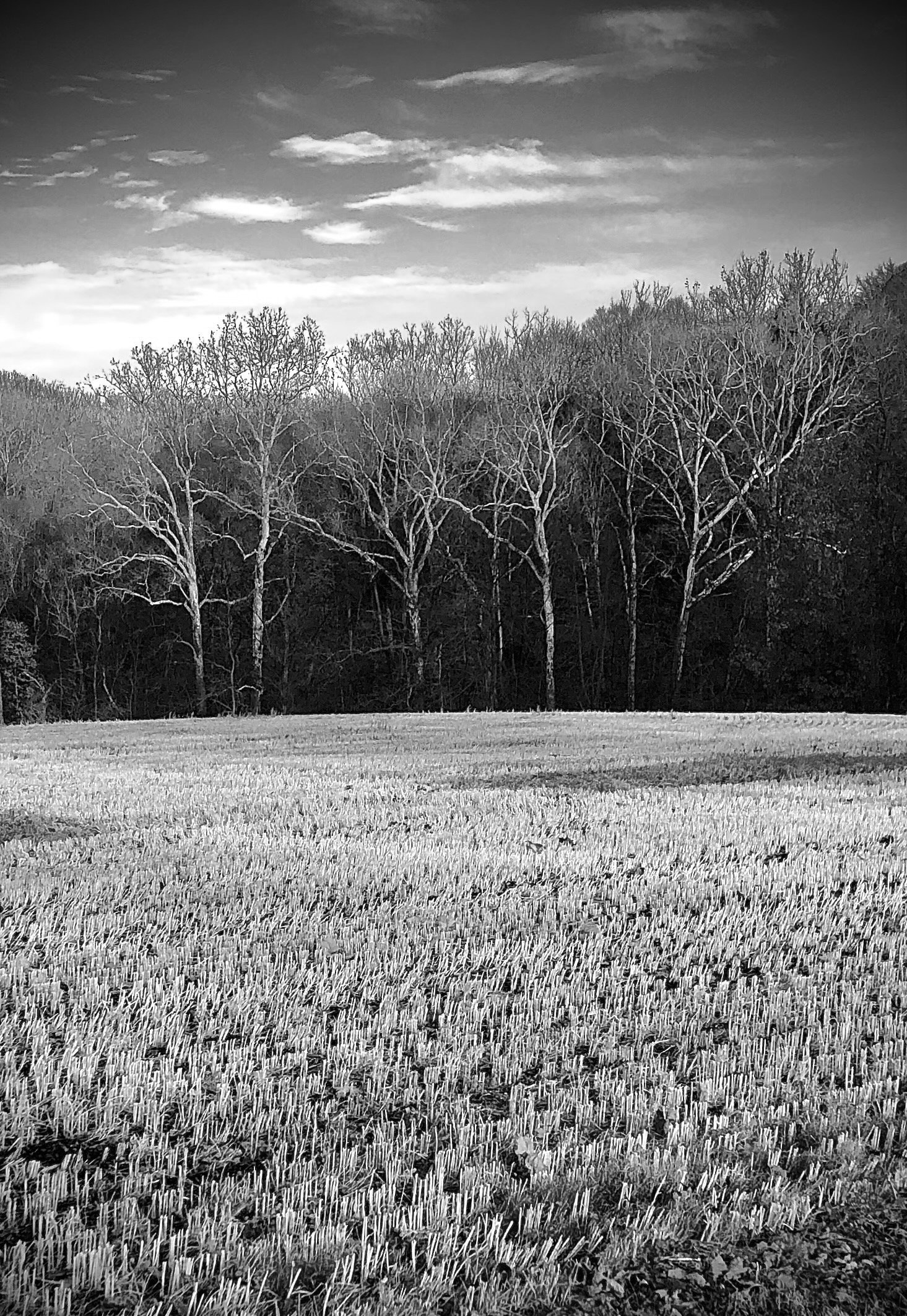 Field