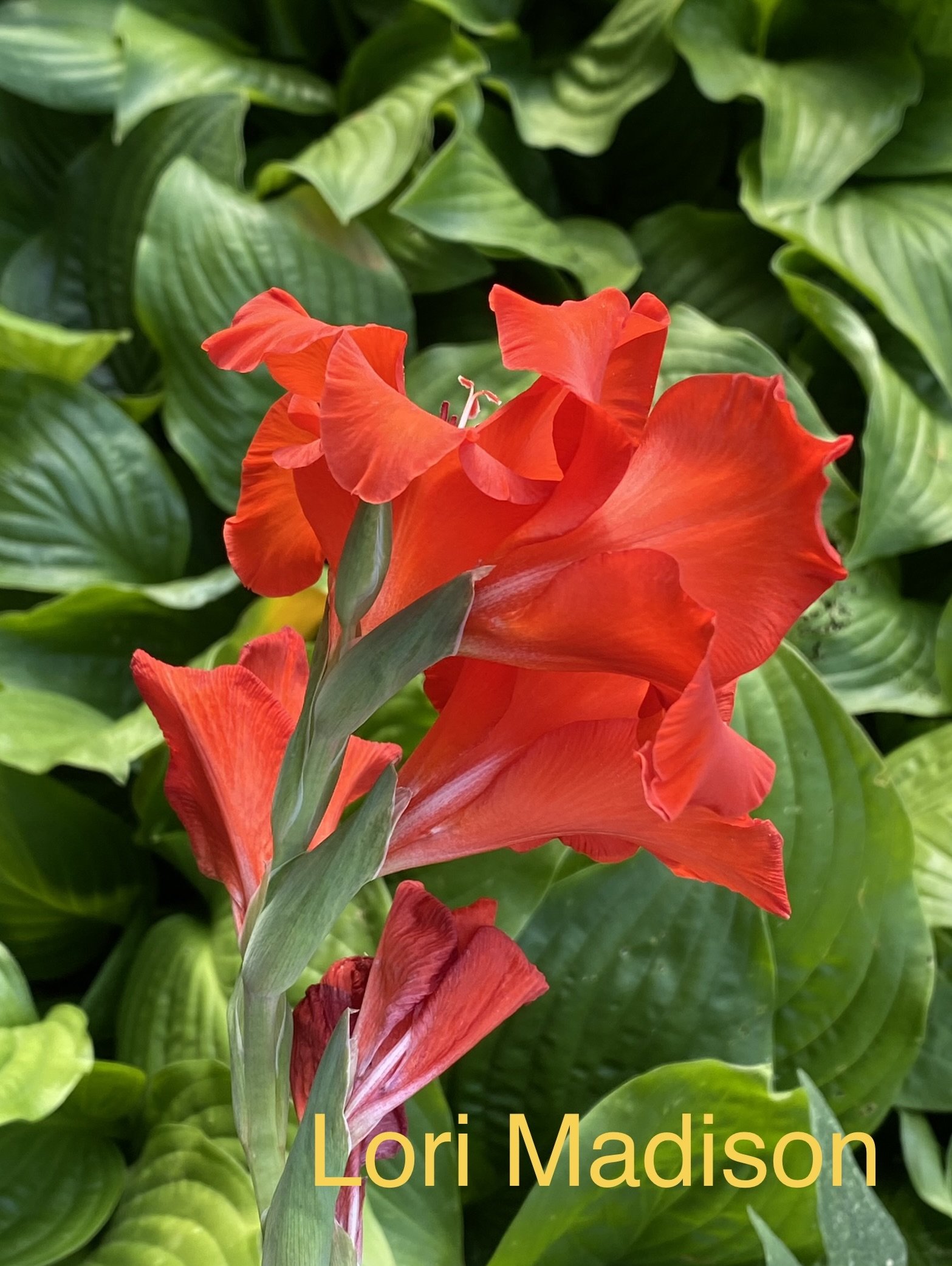 Gladiolus III