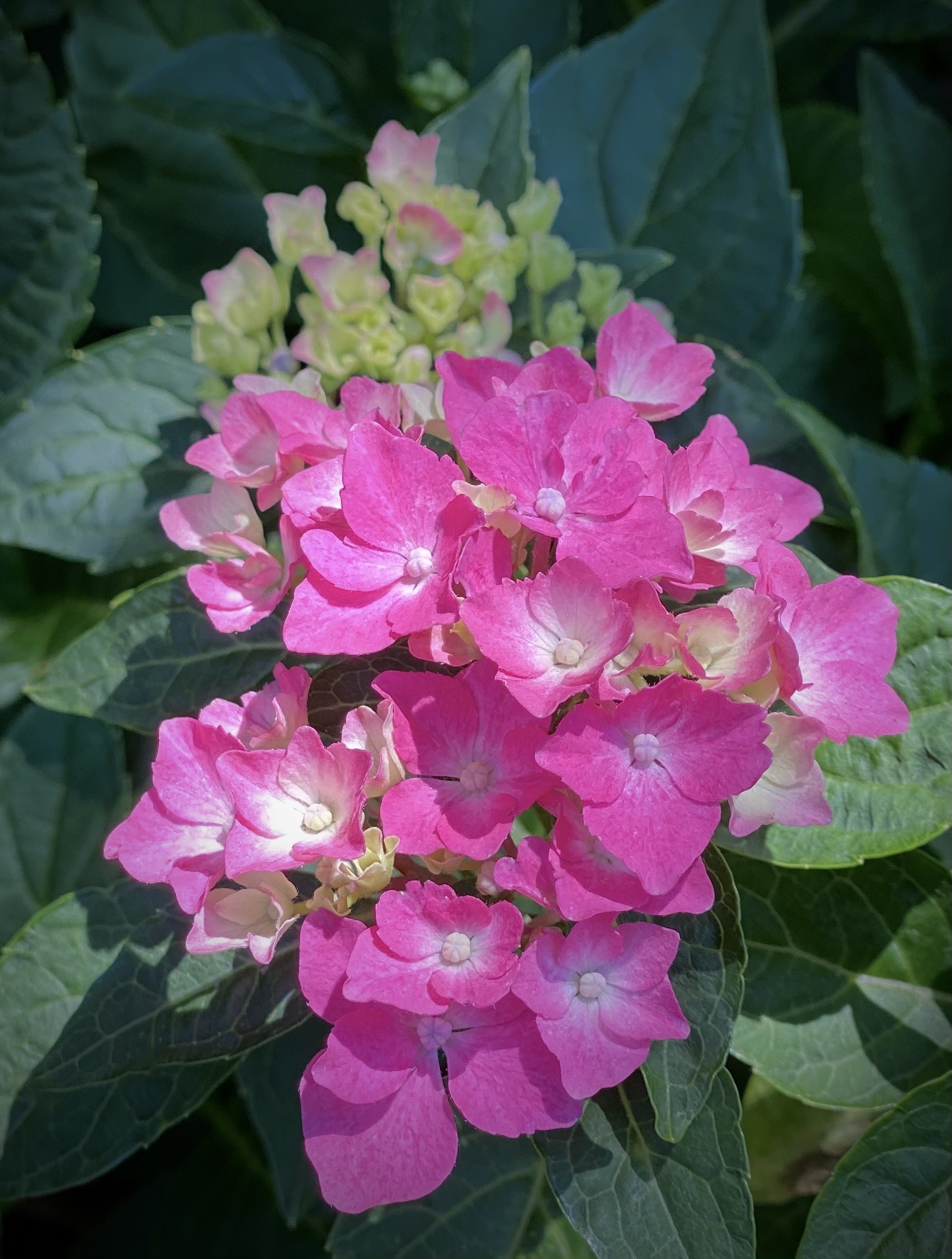 Hydrangea