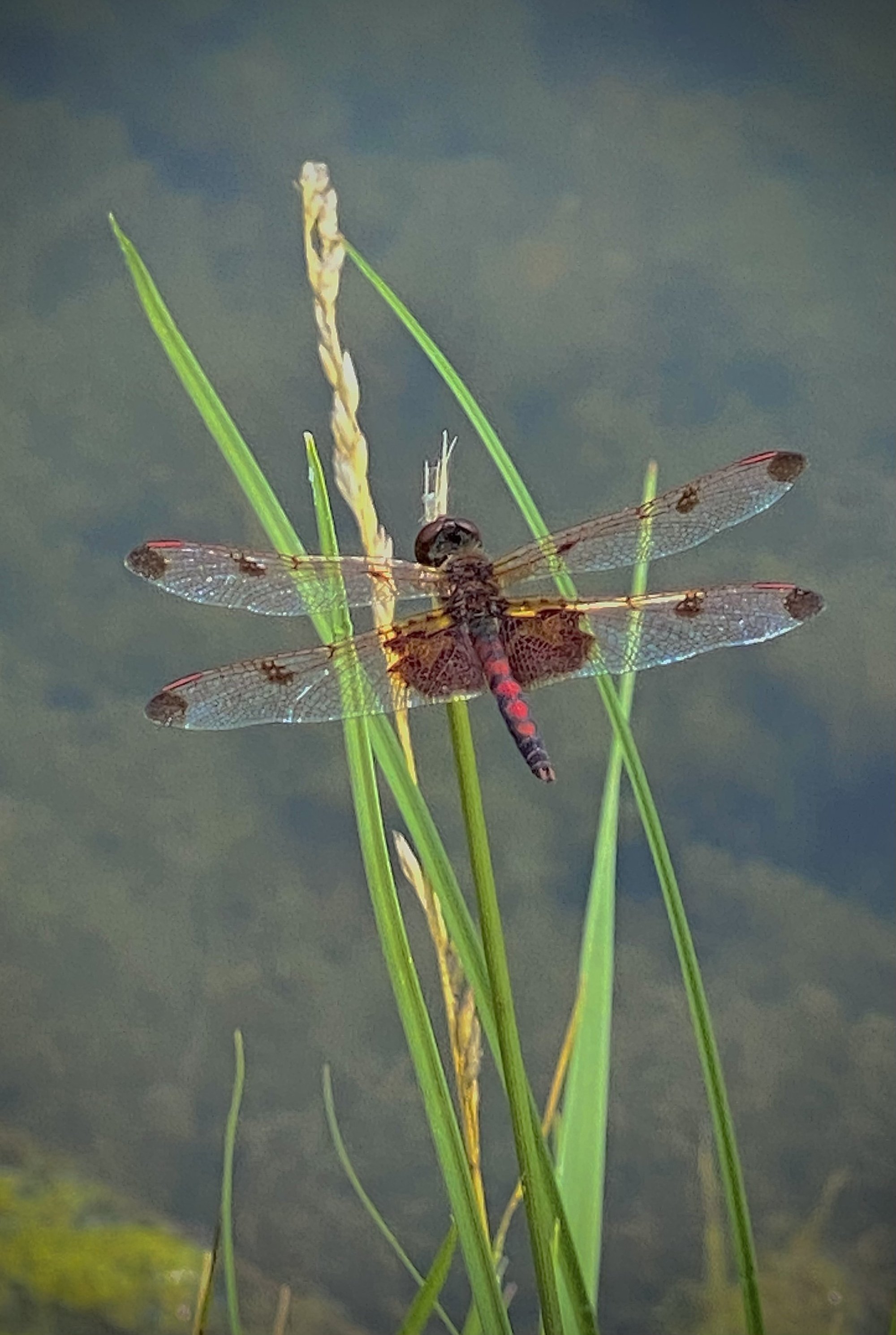 Dragonfly
