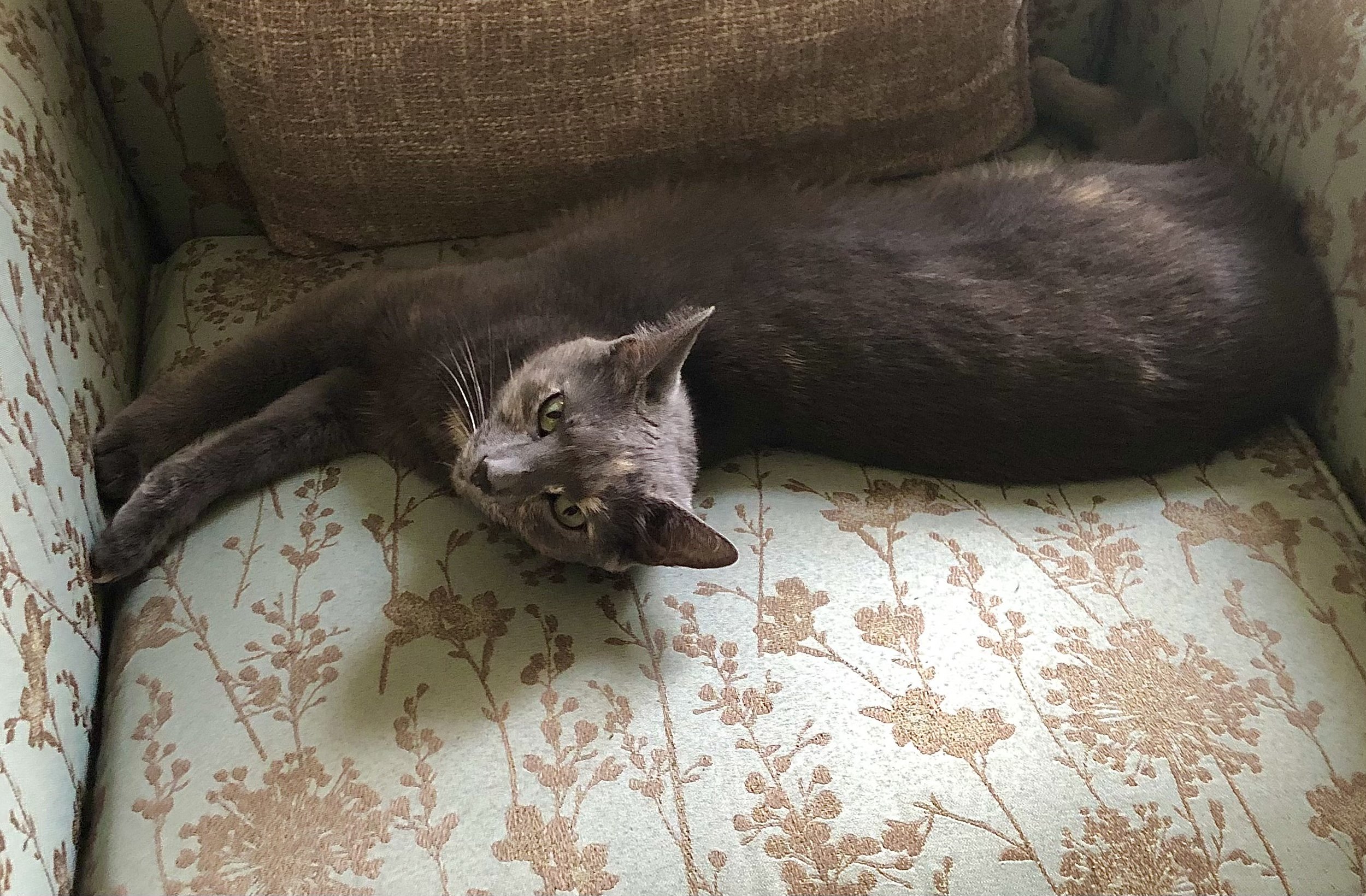 Gracie Reclining