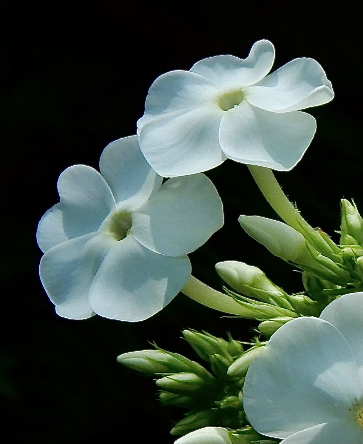 Phlox