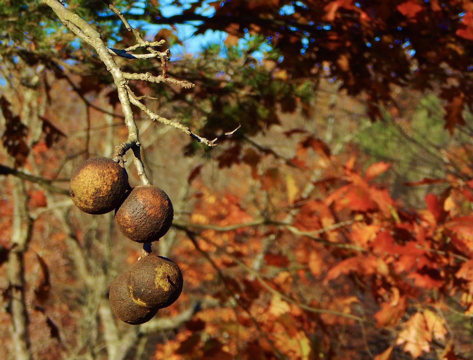 Walnut Tree