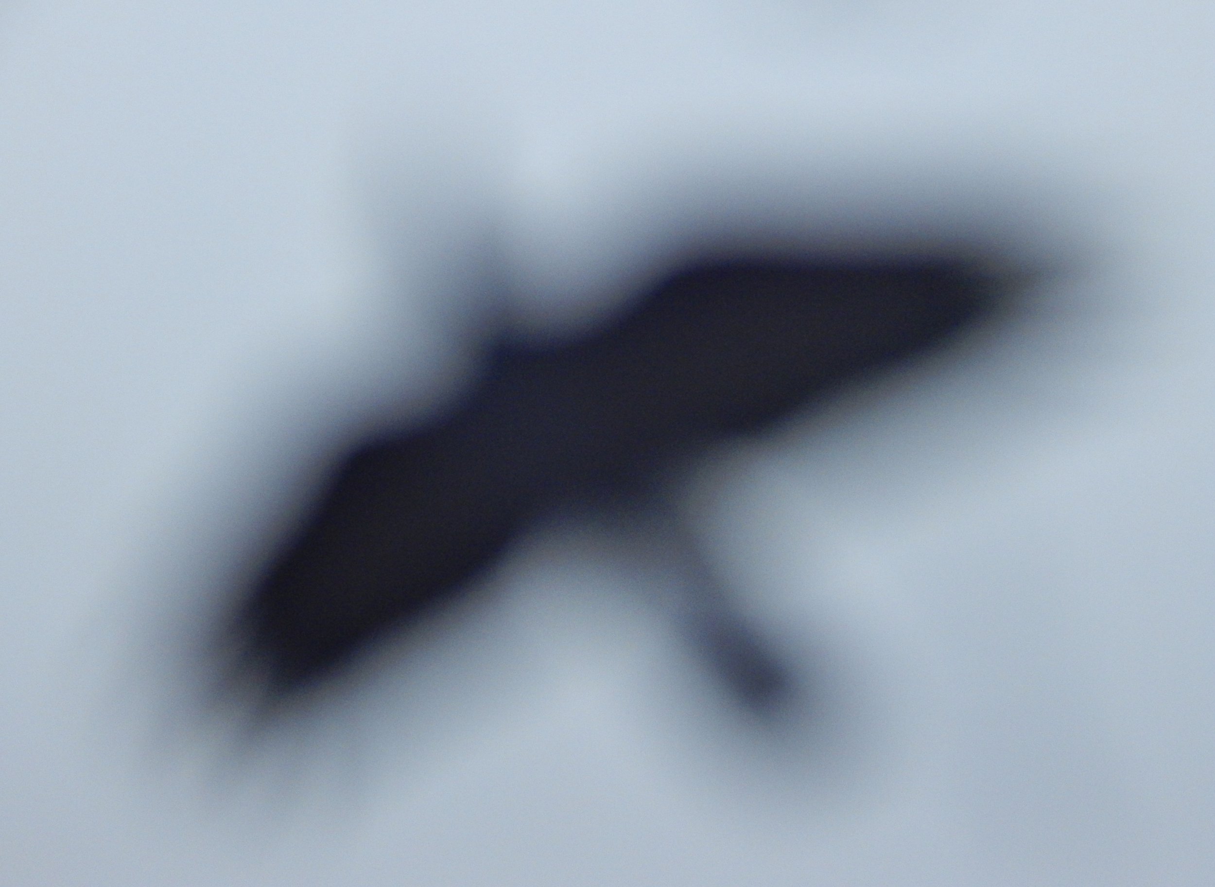 Bird in Flight