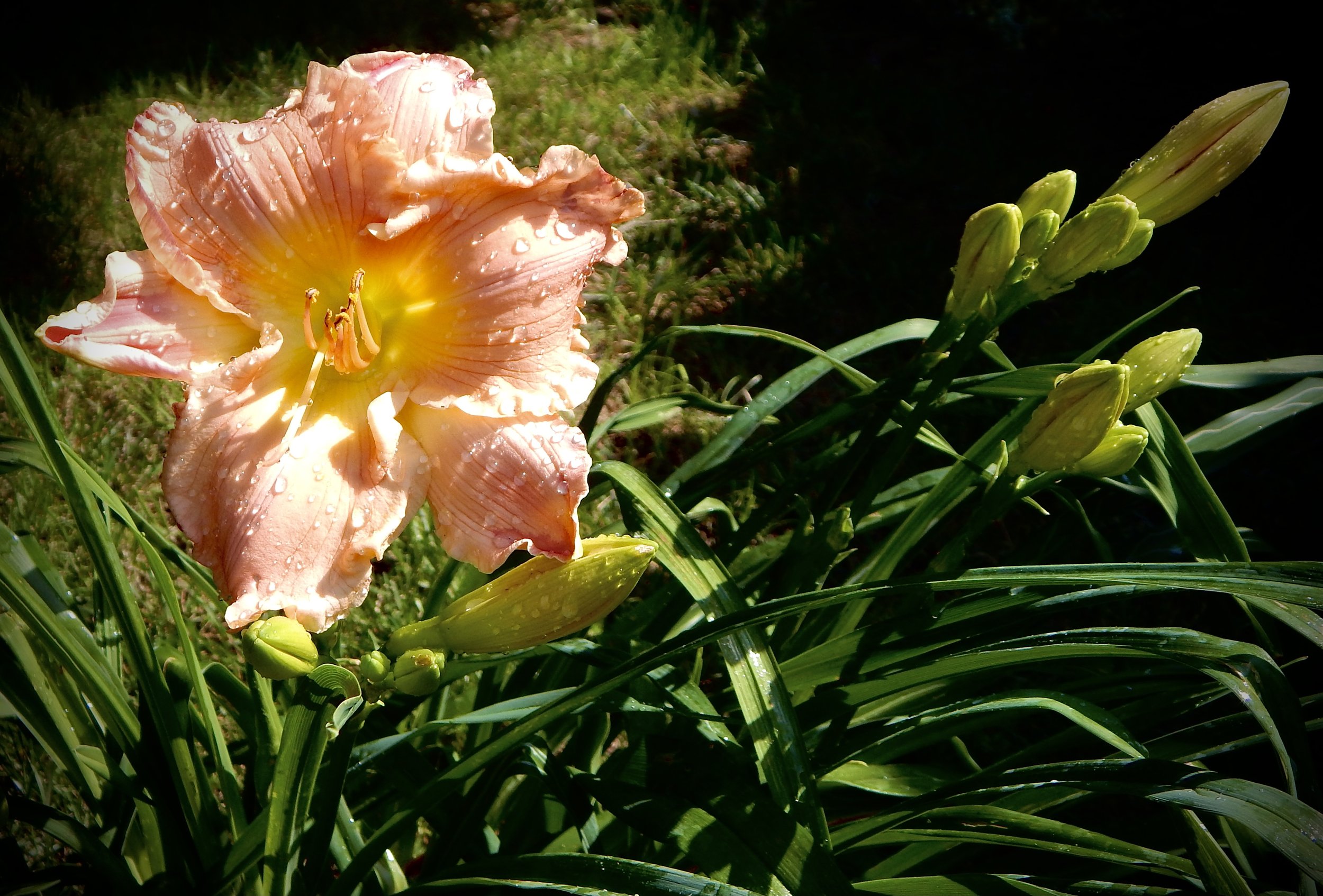 Peach Lily