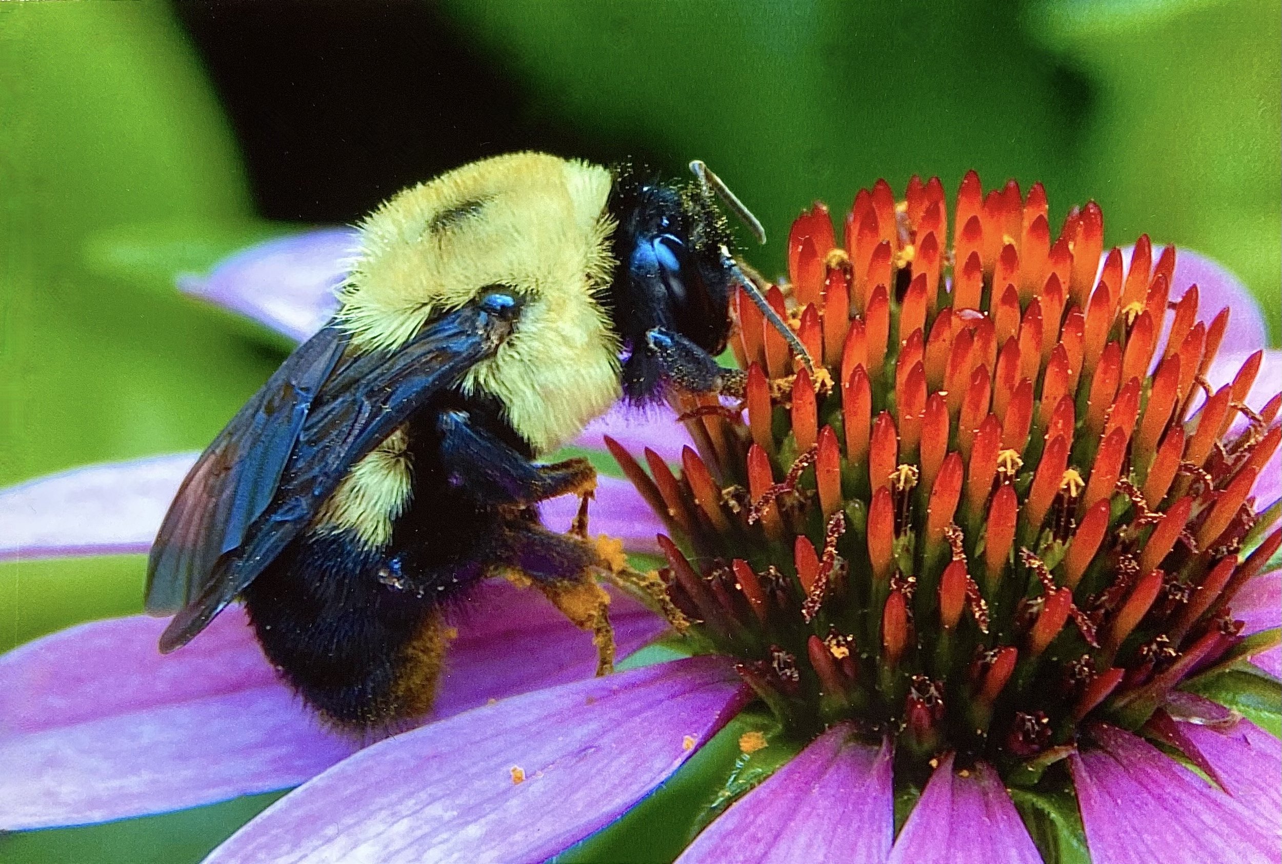 Bee
