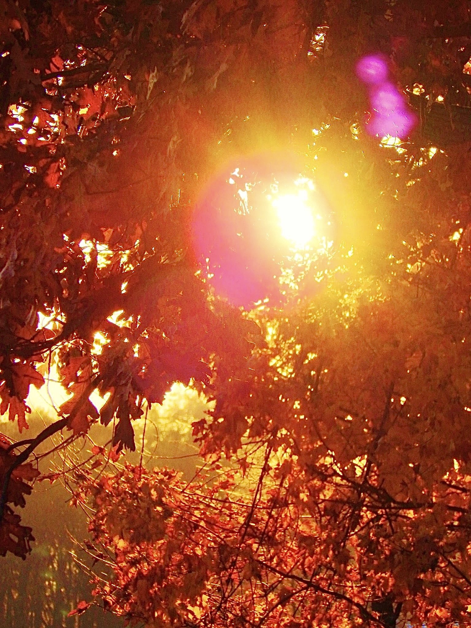 Autumn Glow