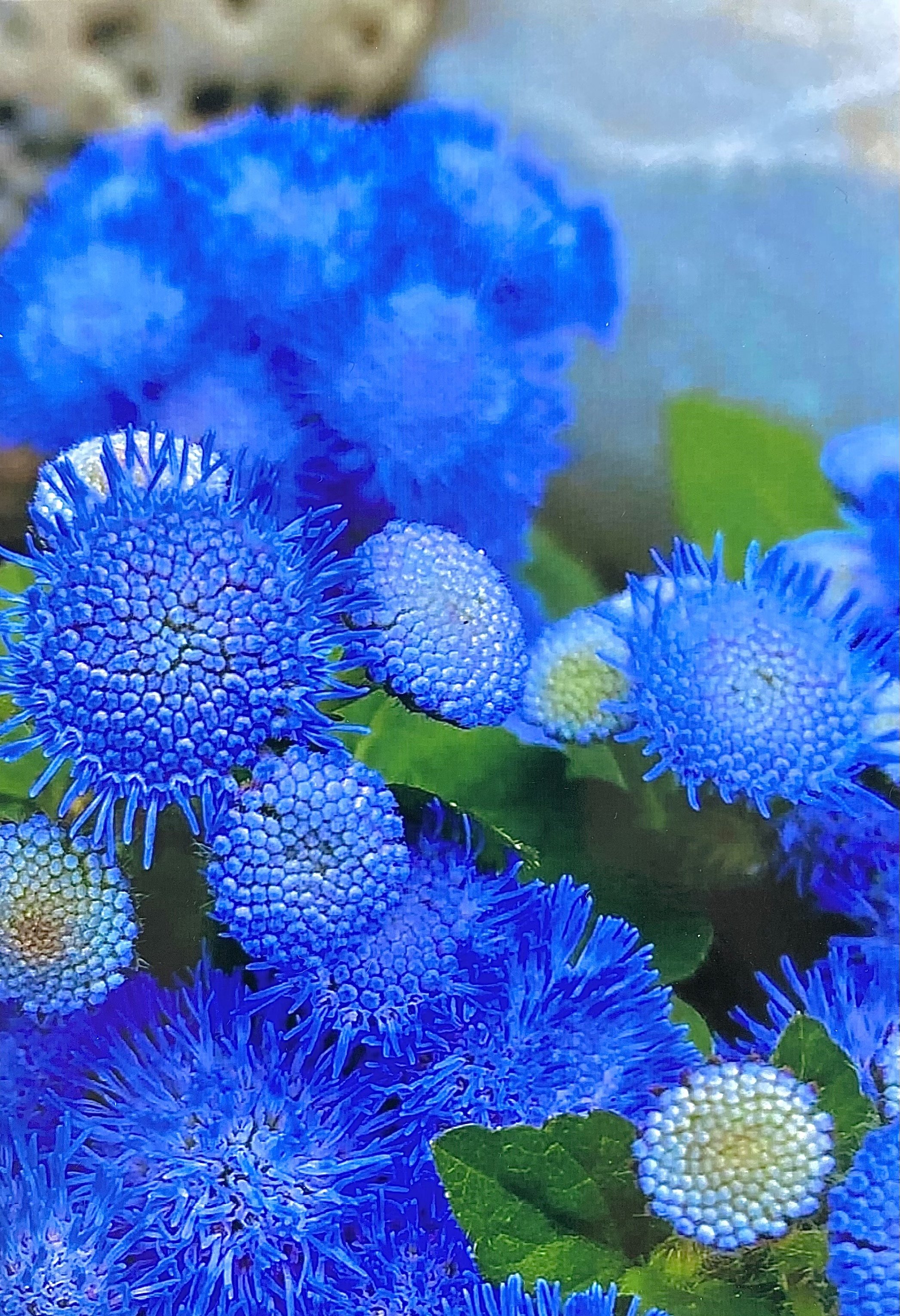 Blue Flowers with Stones