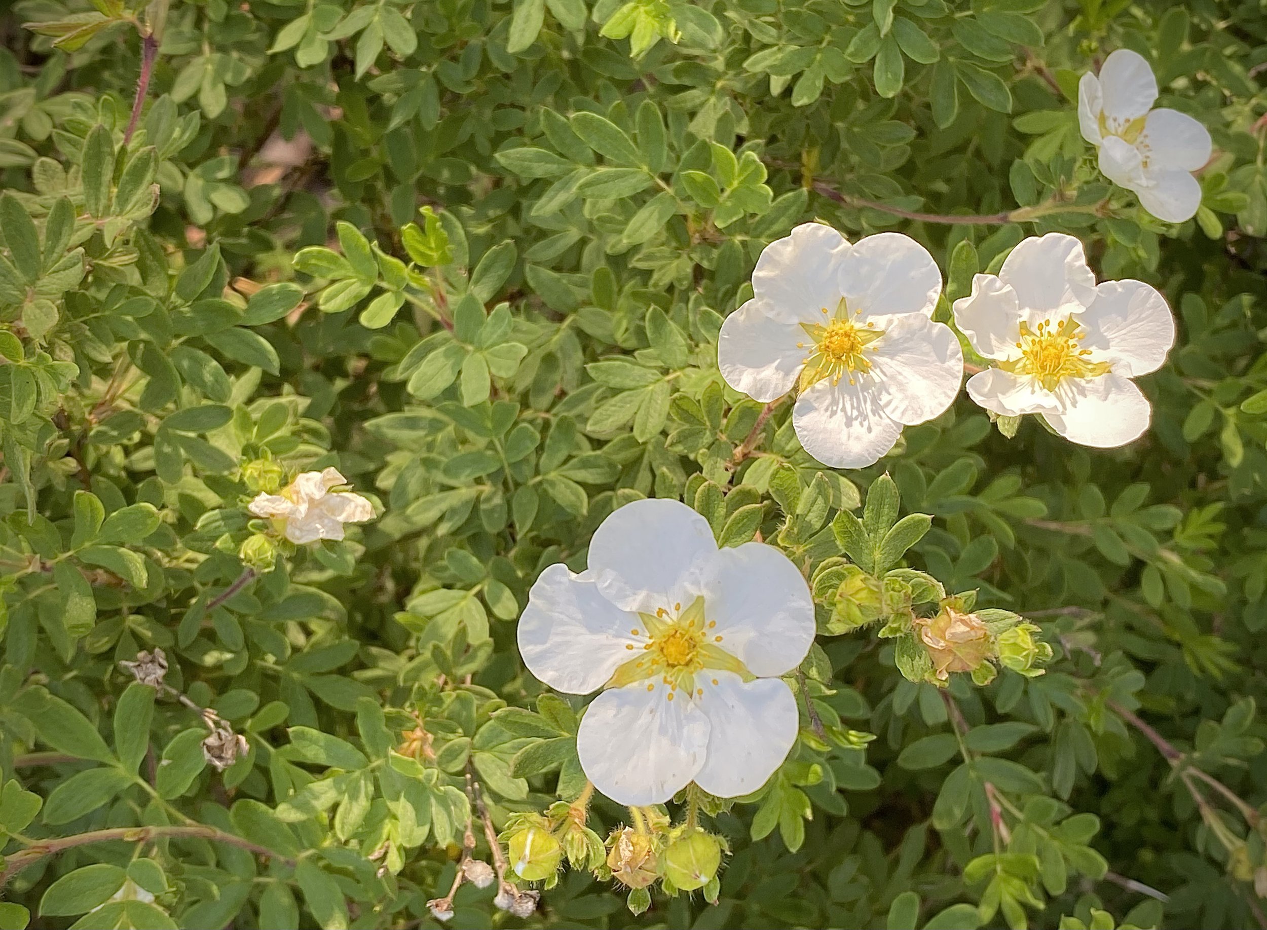 White Flowers