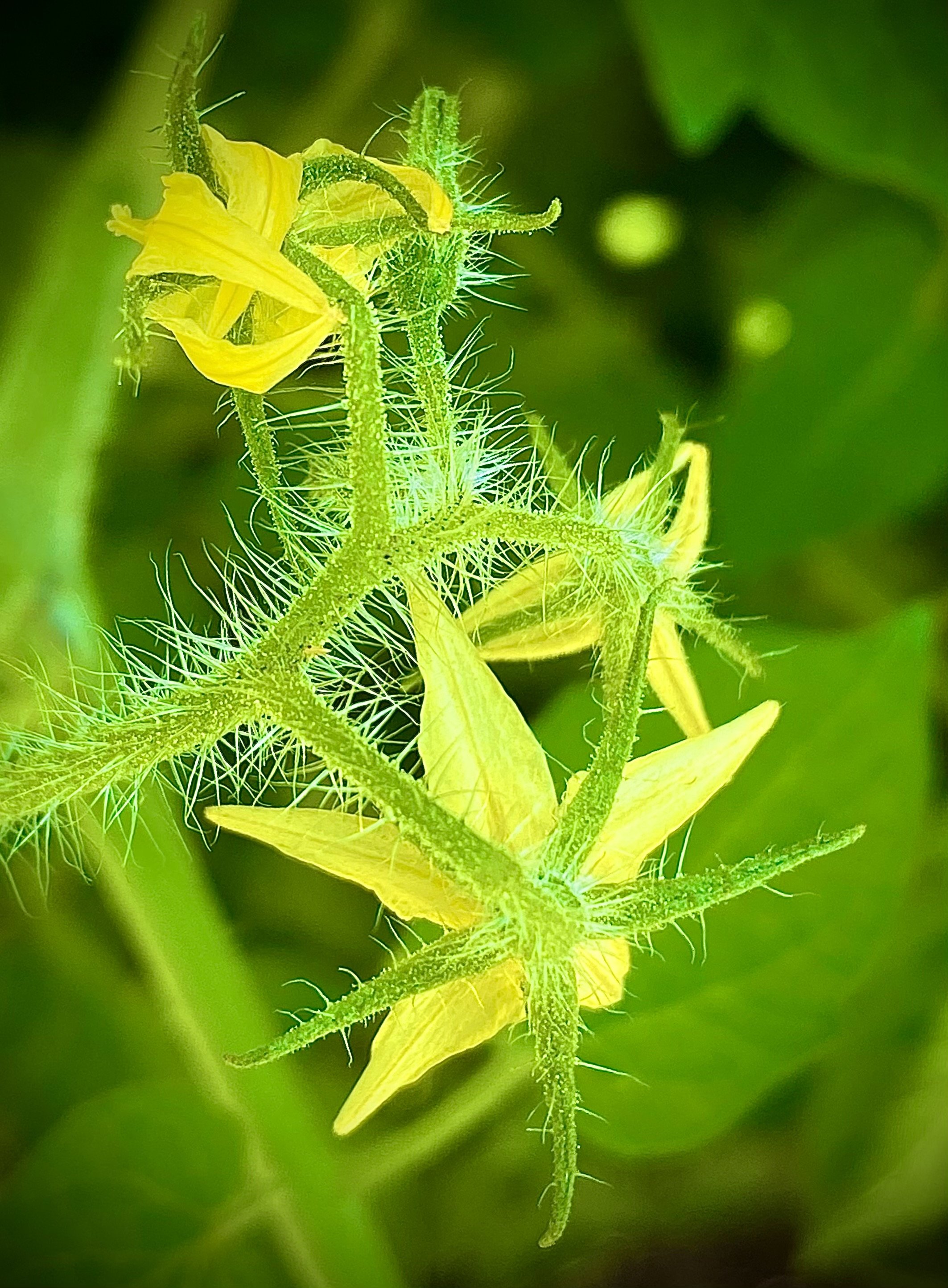 Tomato Plant Flowers