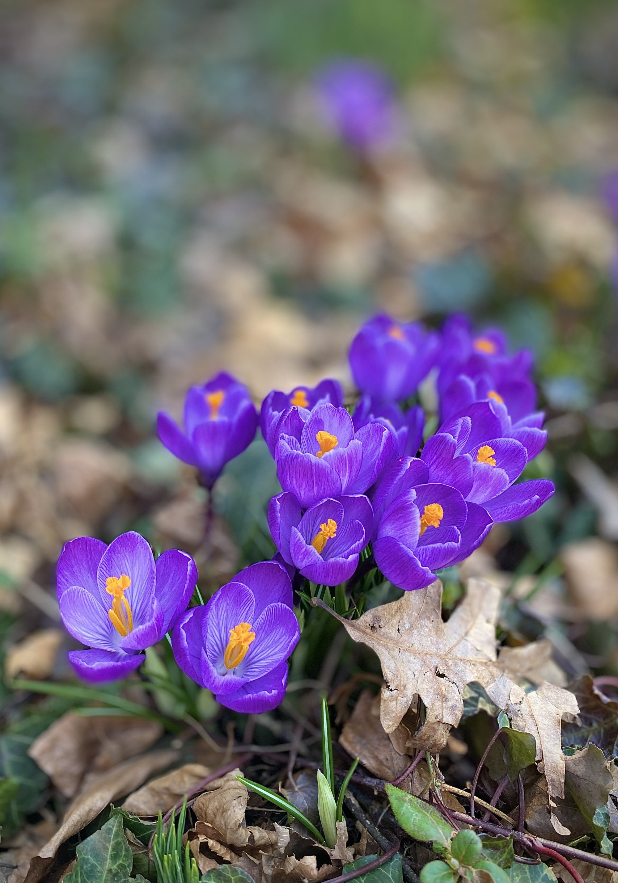 Crocuses