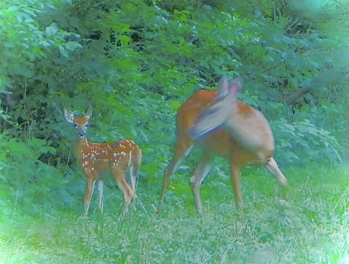 Instinct