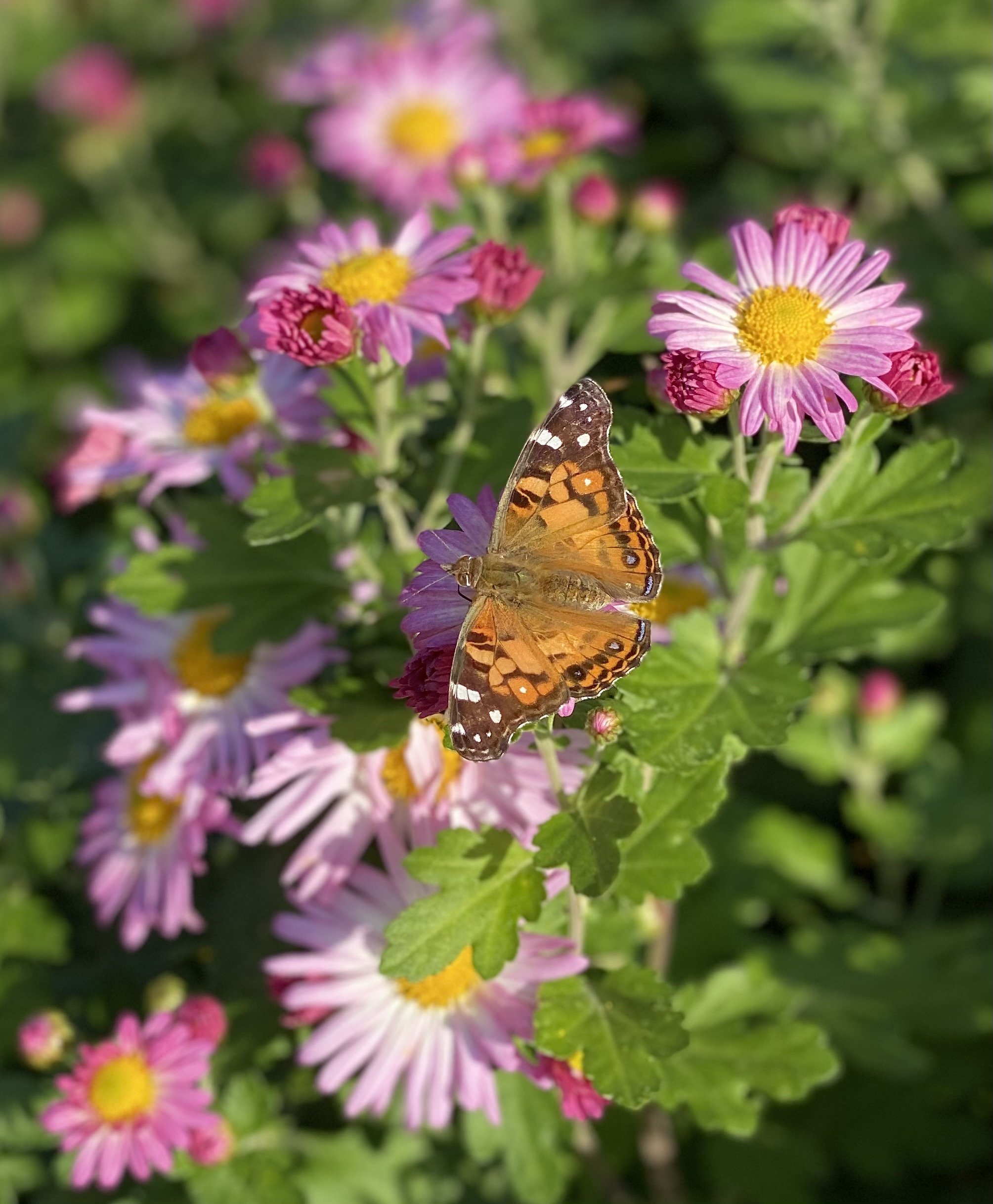 Butterfly II