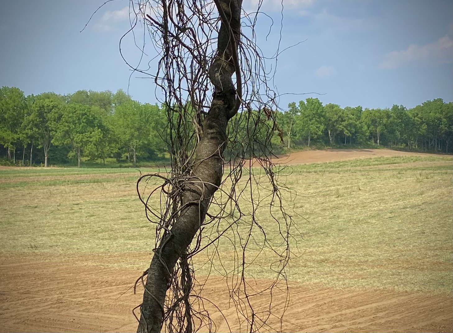 Vine & Field