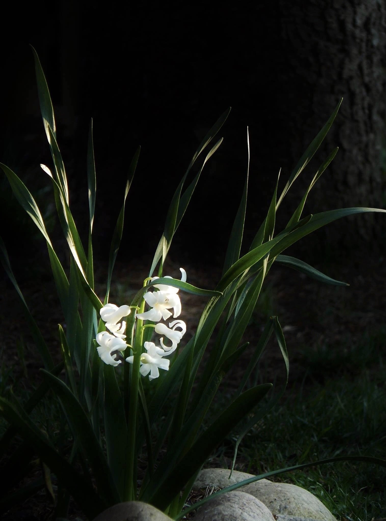 Hyacinth II