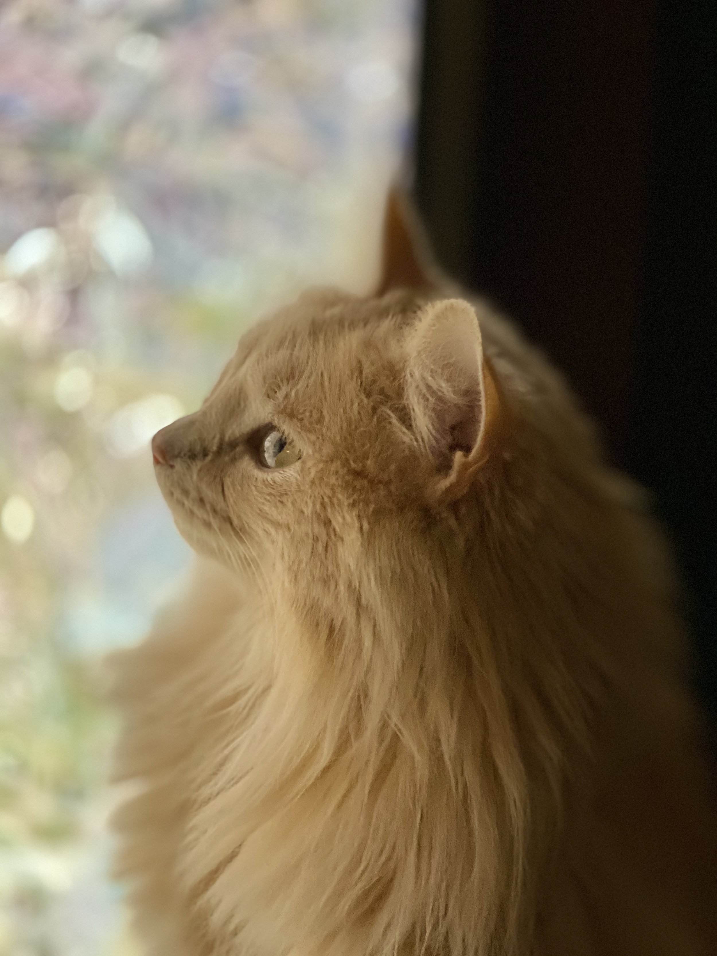 Winnie at Window