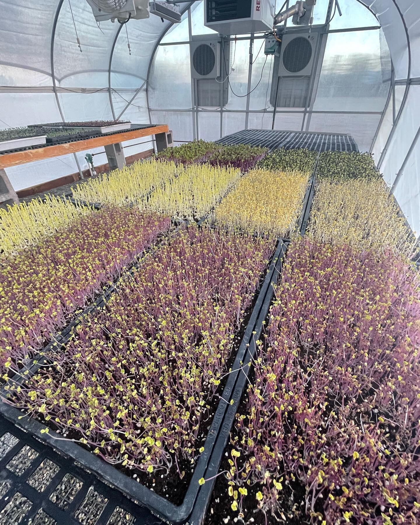 Monday morning microgreens getting their first taste of sun. These will all be ready by the weekend and we&rsquo;ll have sunflower shoots for the first time!
