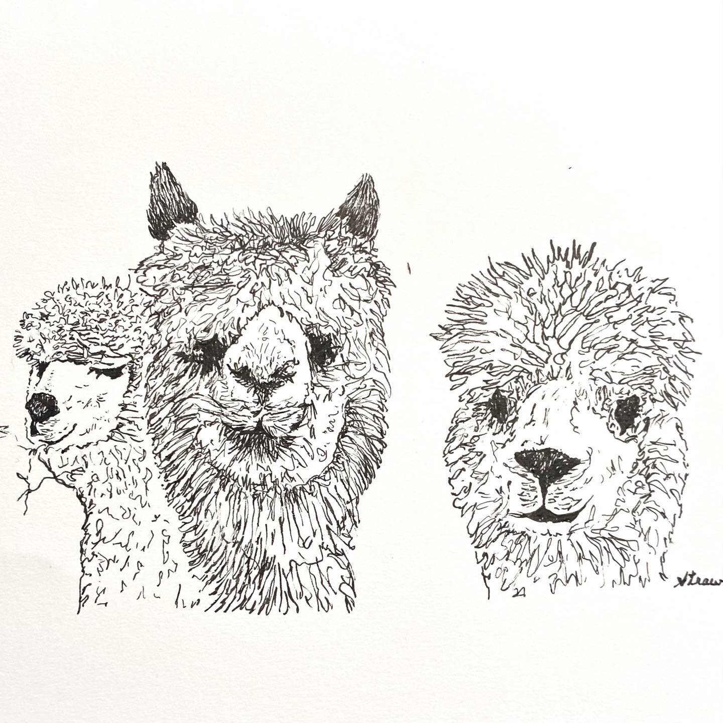 Island Alpaca Co. (4&rdquo;x6&rdquo;)micron pen #islandlife#islandalpacamv#alpacas#alpacaillustration#fineline#finelineart#finelinework#inkart#blackandwhitedrawing#graphicdesigner#illustrator#illustration#skypainters