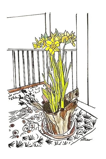 Narcissus (6"x4") micron pen