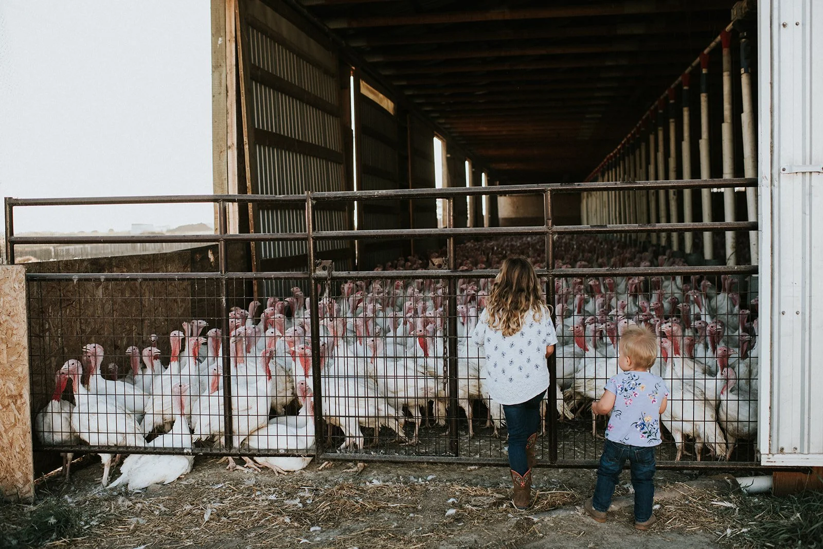 Winter’s Turkey Farm Branding 