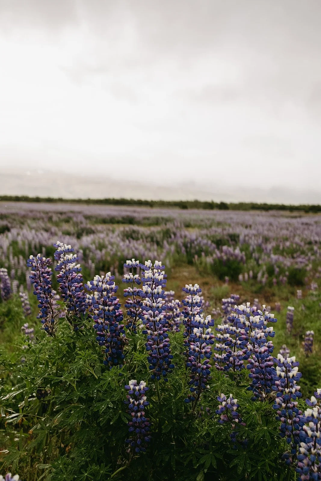 Iceland19.jpg