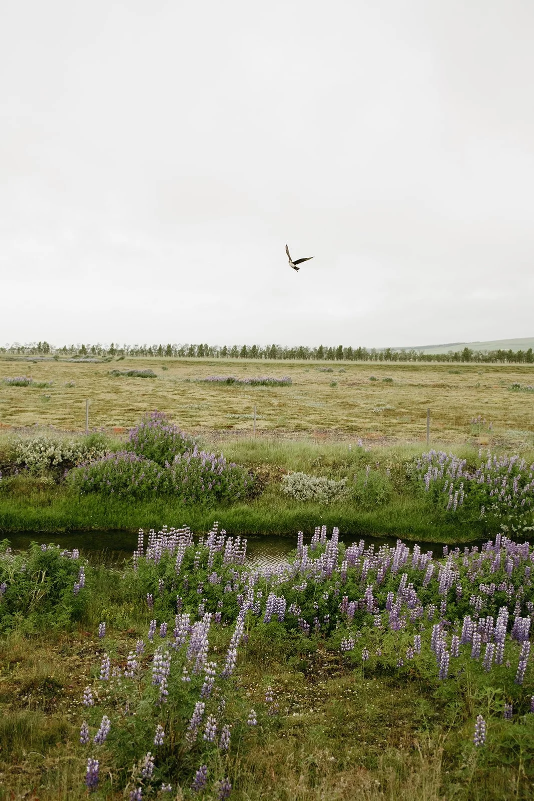 Iceland24.jpg