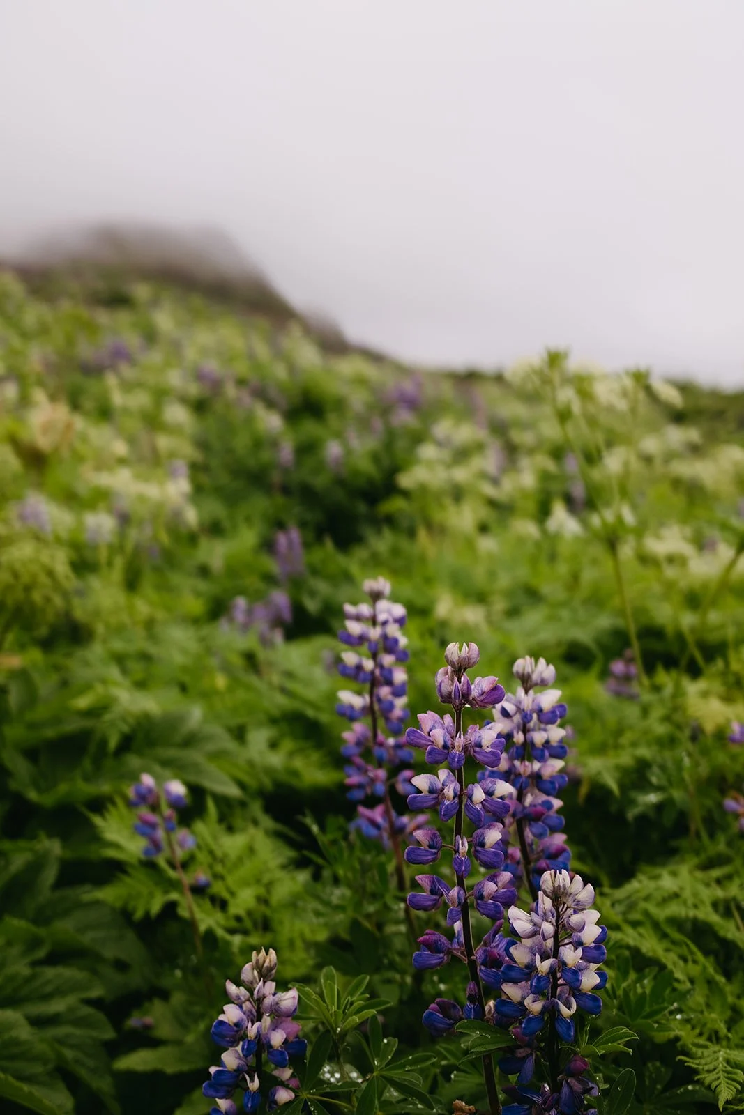 Iceland131.jpg