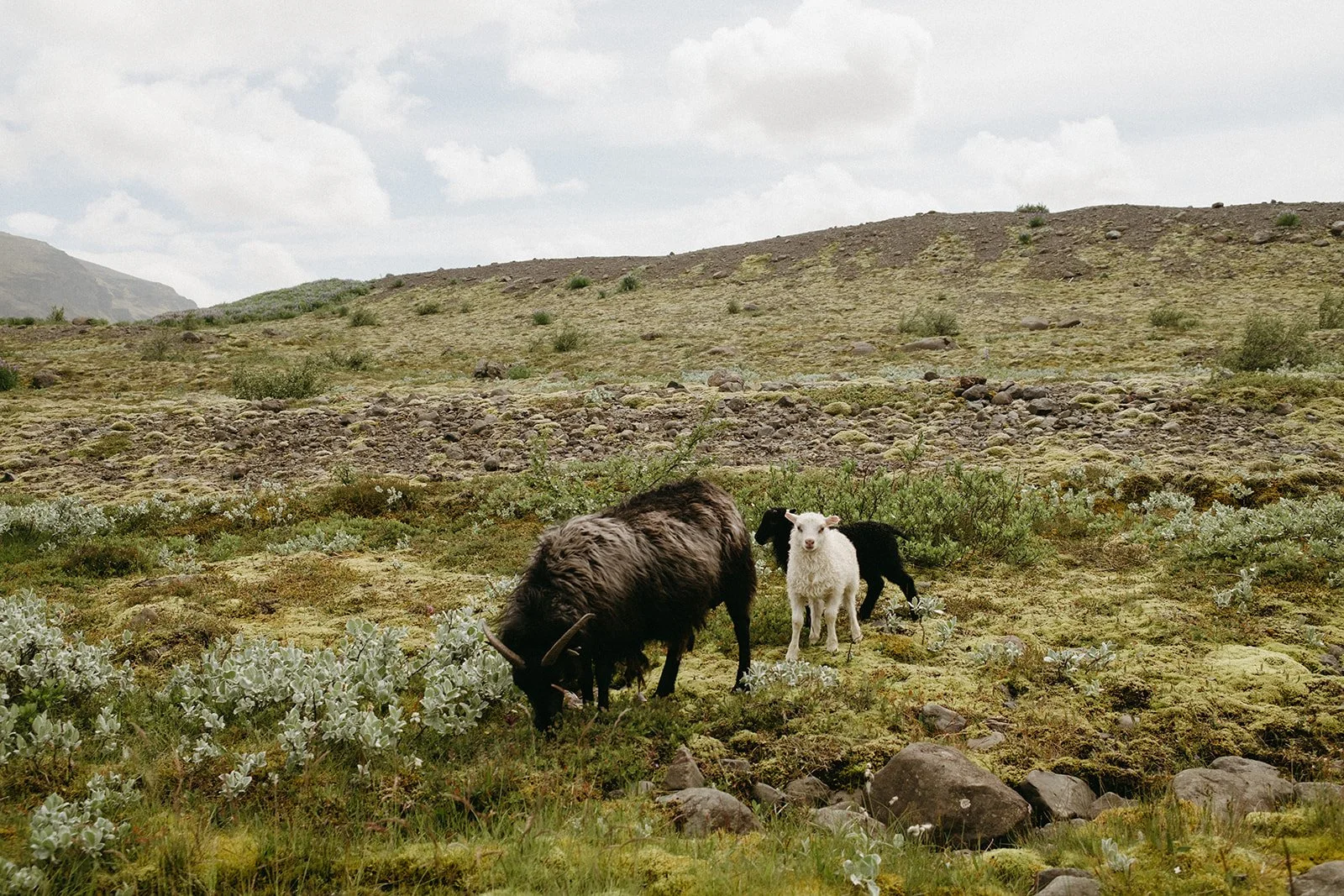 Iceland222.jpg