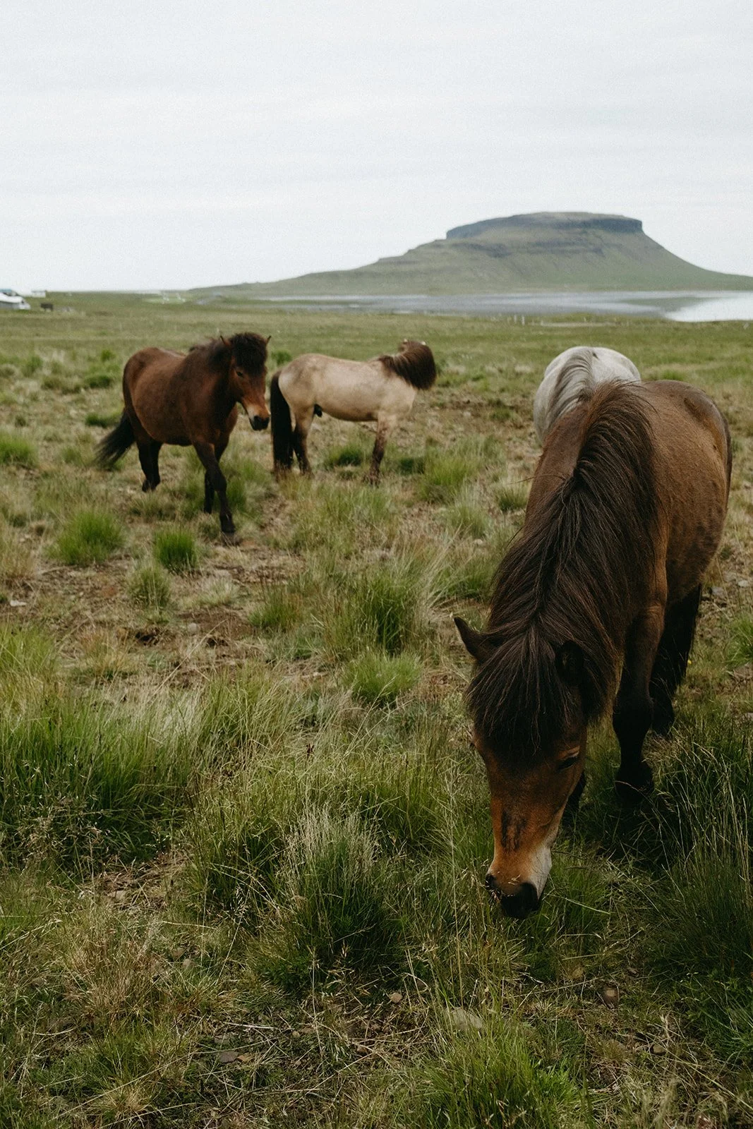 Iceland527.jpg