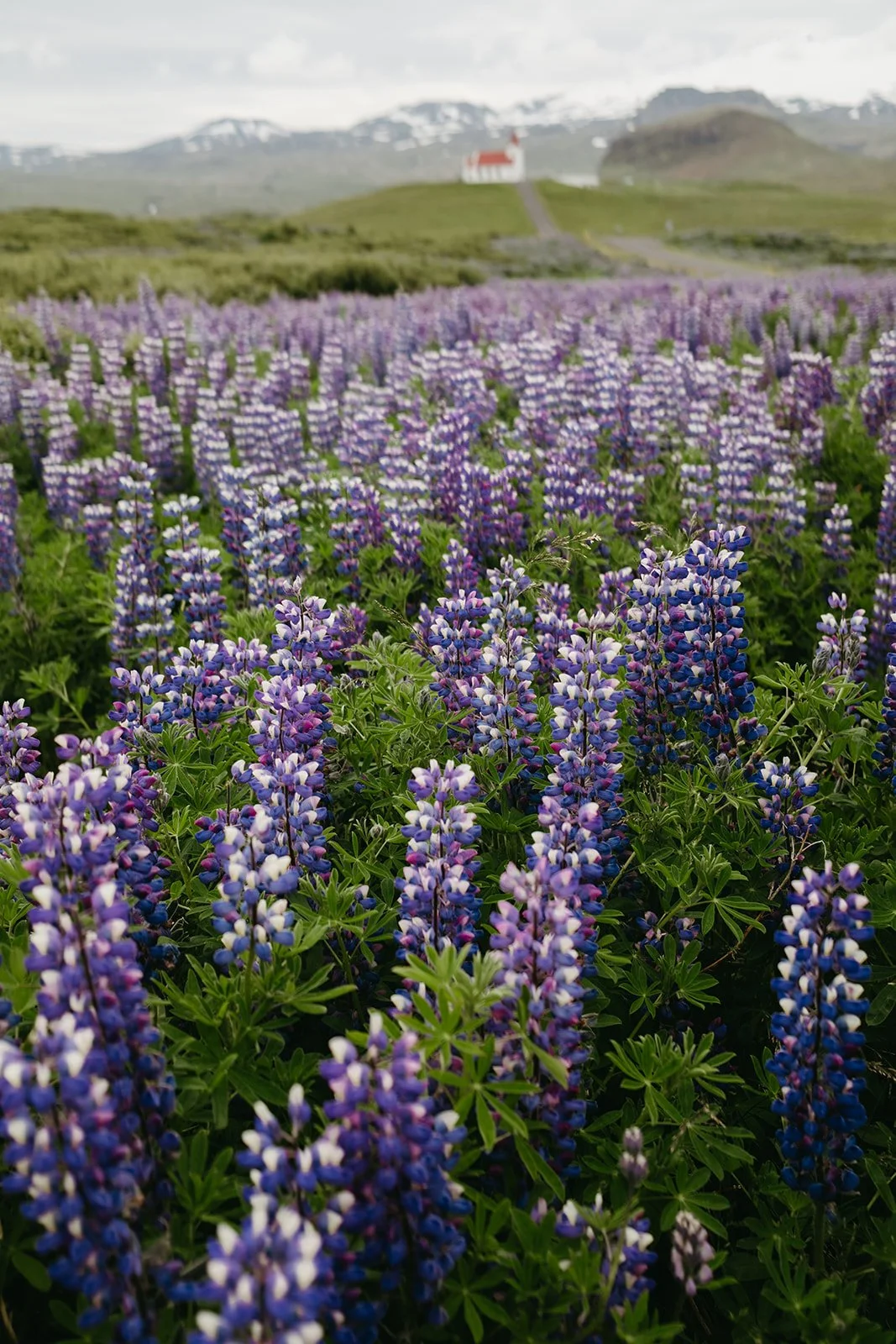 Iceland554.jpg