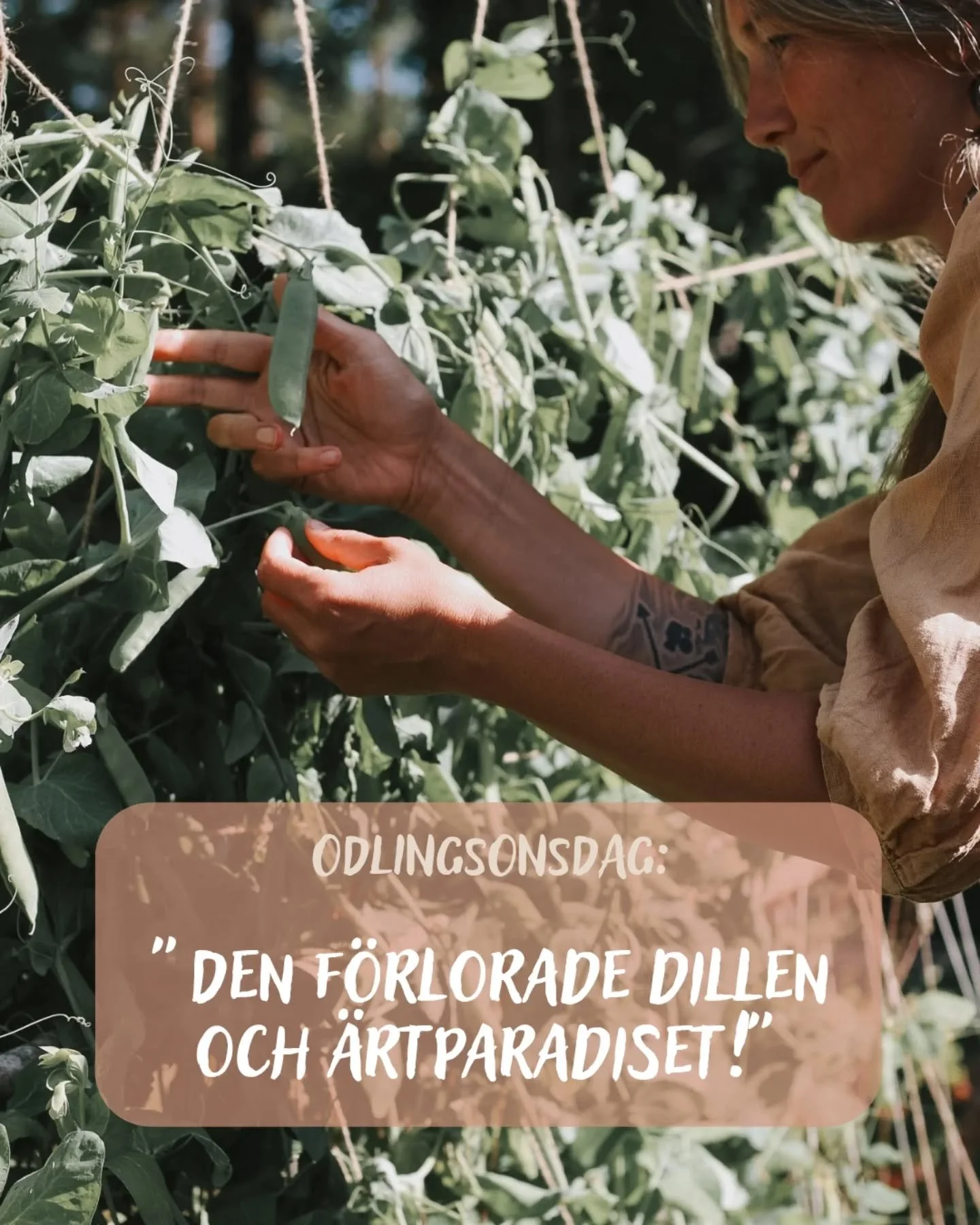 Dillen som inte kom, och &auml;rtorna som sv&auml;mmade &ouml;ver... 🫛 S&aring; h&auml;r st&aring;r det till med k&ouml;kstr&auml;dg&aring;rden just nu!

En del gr&ouml;dor har g&aring;tt superbra och andra inte!

Det h&auml;r &auml;r ju &aring;ret 