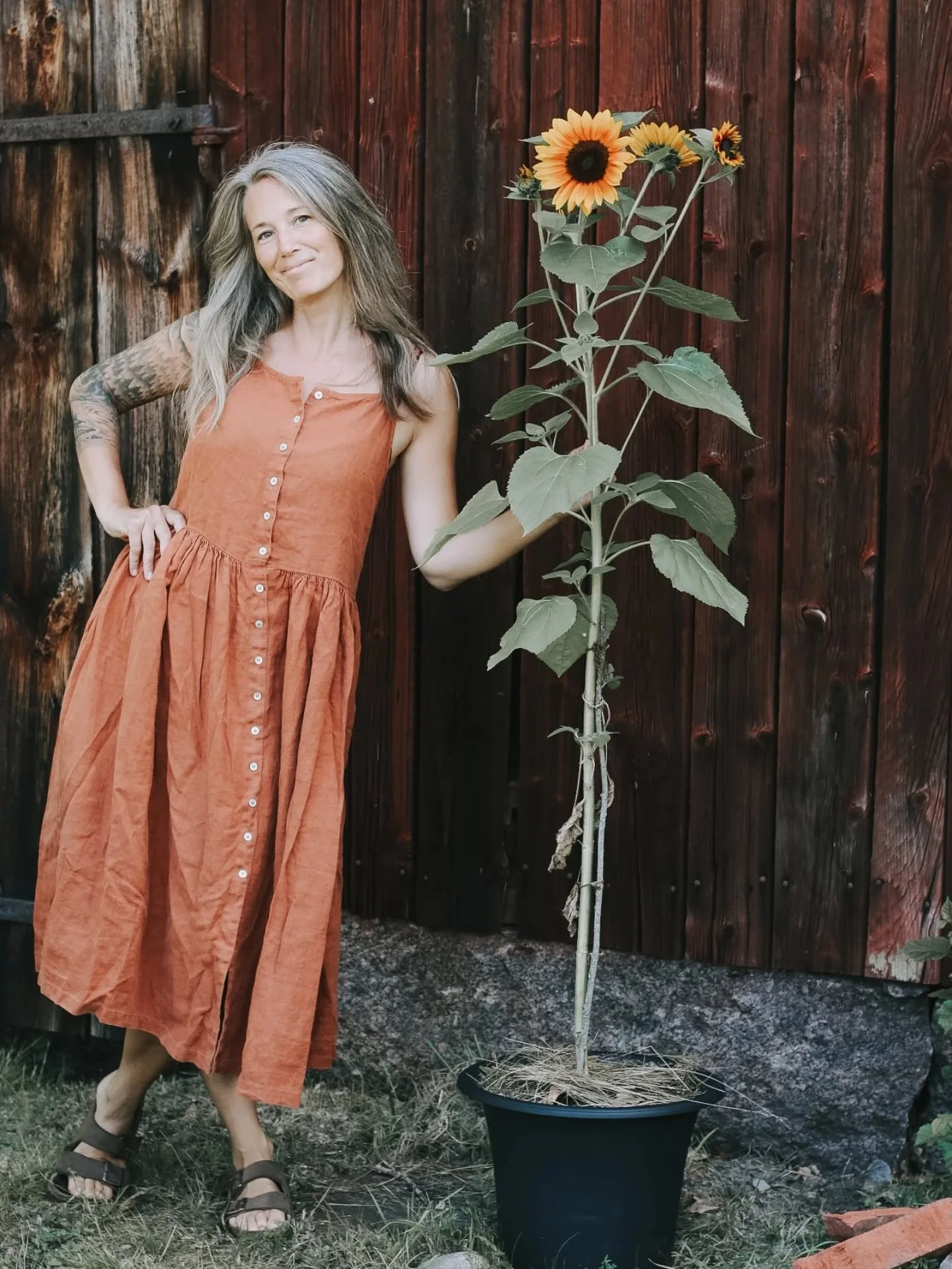 Solrosen v&auml;xer 🌻
Minns ni den h&auml;r? Solrosen jag poserade med f&ouml;r n&aring;gra veckor sedan (se bild 2). Som den har vuxit &ndash; och vilken central gestalt den &auml;r i k&ouml;kstr&auml;dg&aring;rden! 

Ja, den &auml;r ju i kruka s&a