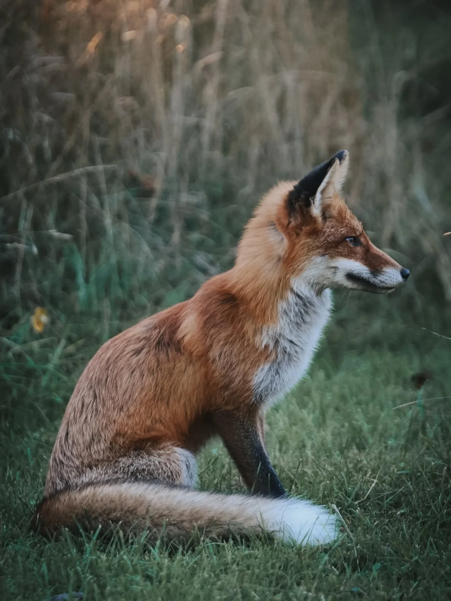 Ni undrar hur Lizzy m&aring;r, och hon har det bra! 🦊 Vi ocks&aring;, sk&ouml;nt att ha henne hemma igen efter hennes 2,5 veckor p&aring; vift. 
Nu &auml;r ordningen &aring;terst&auml;lld, hon f&aring;ngar ett g&auml;ng m&ouml;ss varje dag, f&ouml;l