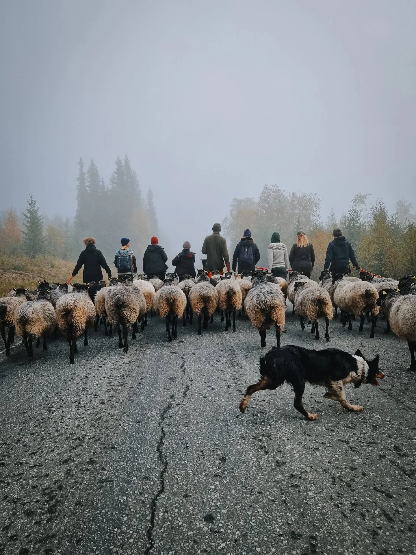 🐑 Att jag fick vara med och valla f&aring;ren! 🐑

Det var det b&auml;sta med helgens kursdagar utanf&ouml;r Unders&aring;ker i J&auml;mtland!
Riktigt sp&auml;nnande och intressant!

Det h&auml;r &auml;r en del av kursen i Regenerativt Lantbruk &amp
