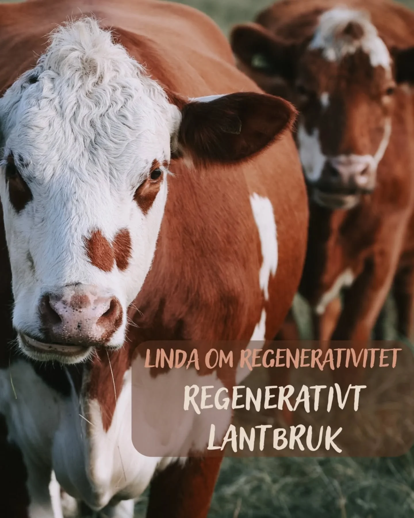 Regenerativt lantbruk handlar om att vitalisera landskap!
🌿 Regenerativ Livsstil # 10 🌿
Betesdjur är ett sätt att göra det på...
Att ha olika arter av djur betandes håller markerna öppna och ökar biologisk m&a