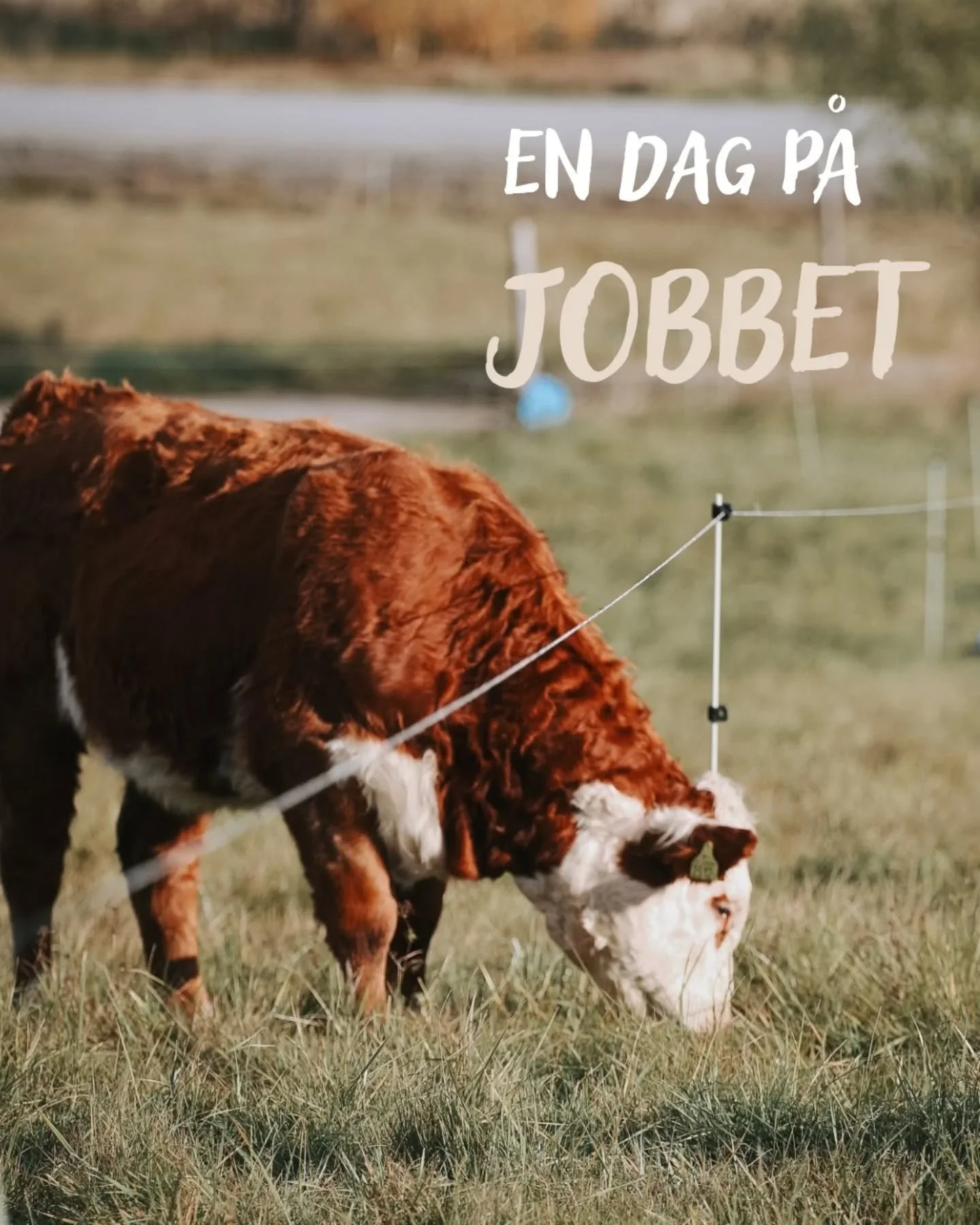 Jag är så nördig! 🤓
Fortsätter att lära mig mer om Regenerativt lantbruk & Holistic Management, och ser hur det krokar arm med regenerativ turism. 
Senaste veckans arbetsplats var till stor del i Dalarna med studiebes&