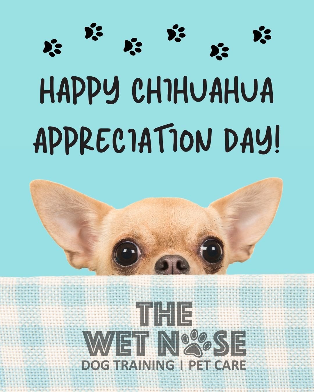 💖 Show some love to the little pups in your life today and every day!  We are happy to celebrate Chihuahua Appreciation Day today! Chihuahuas are a versatile and popular breed, and in honor of today, we'd like to share some facts about these little 