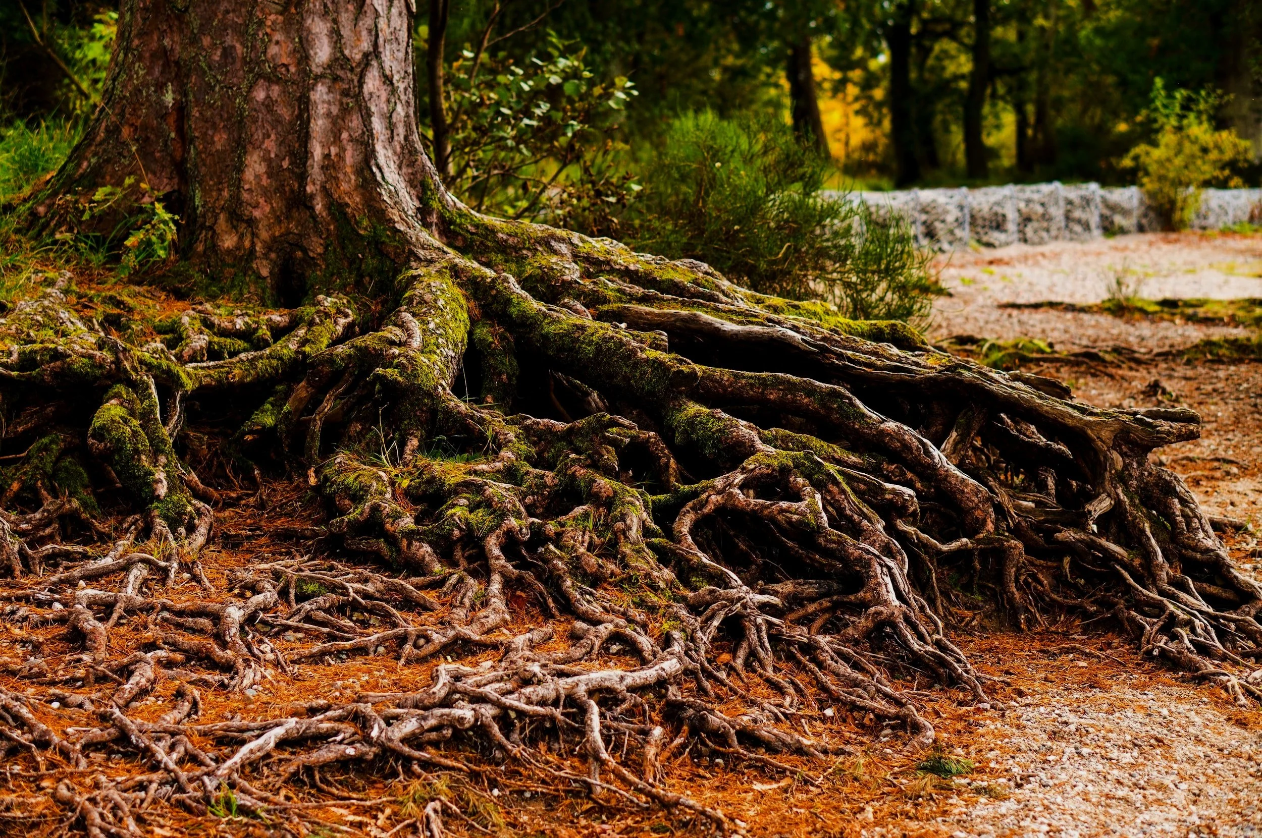 Close-up of tree roots on forest floor with moss and fallen leaves, background of trees and greenery.