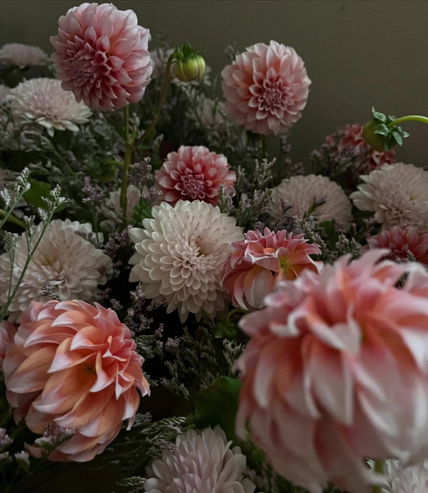 I will never say no to peaches &amp; cream dahlias 🍑😮&zwj;💨🌸